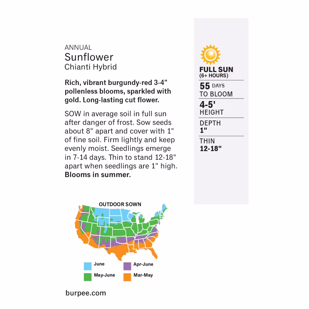 Burpee Chianti Hybrid Sunflower Flower Seeds, Stunning Wine-Red Velvet Petals Flecked with Gold