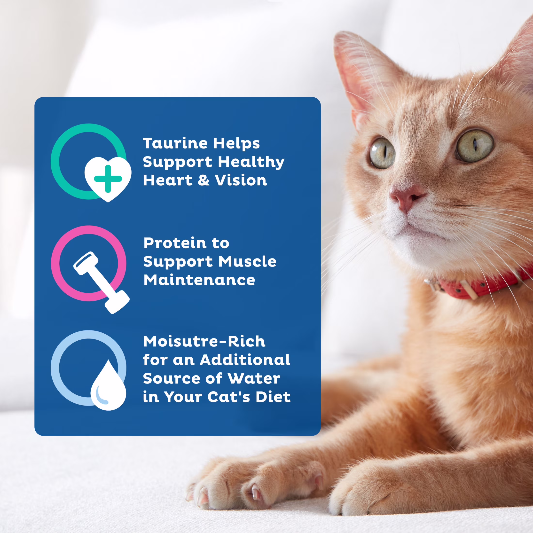 9Lives Bites in Gravy Real Chicken & Beef Wet Cat Food, 5.5 oz Can