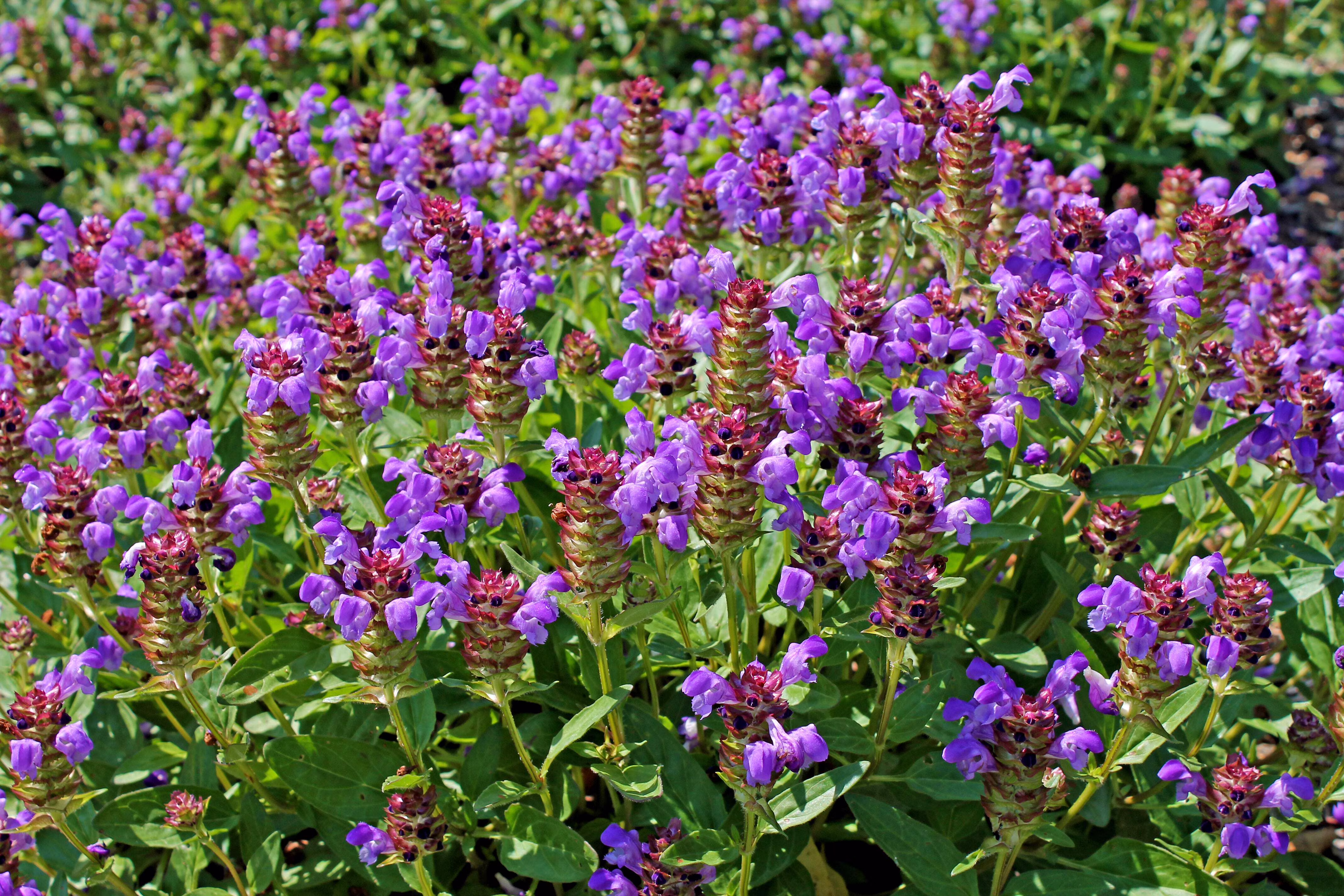 Seedville 100 Prunella Vulgaris Purple Herb Flower Seeds