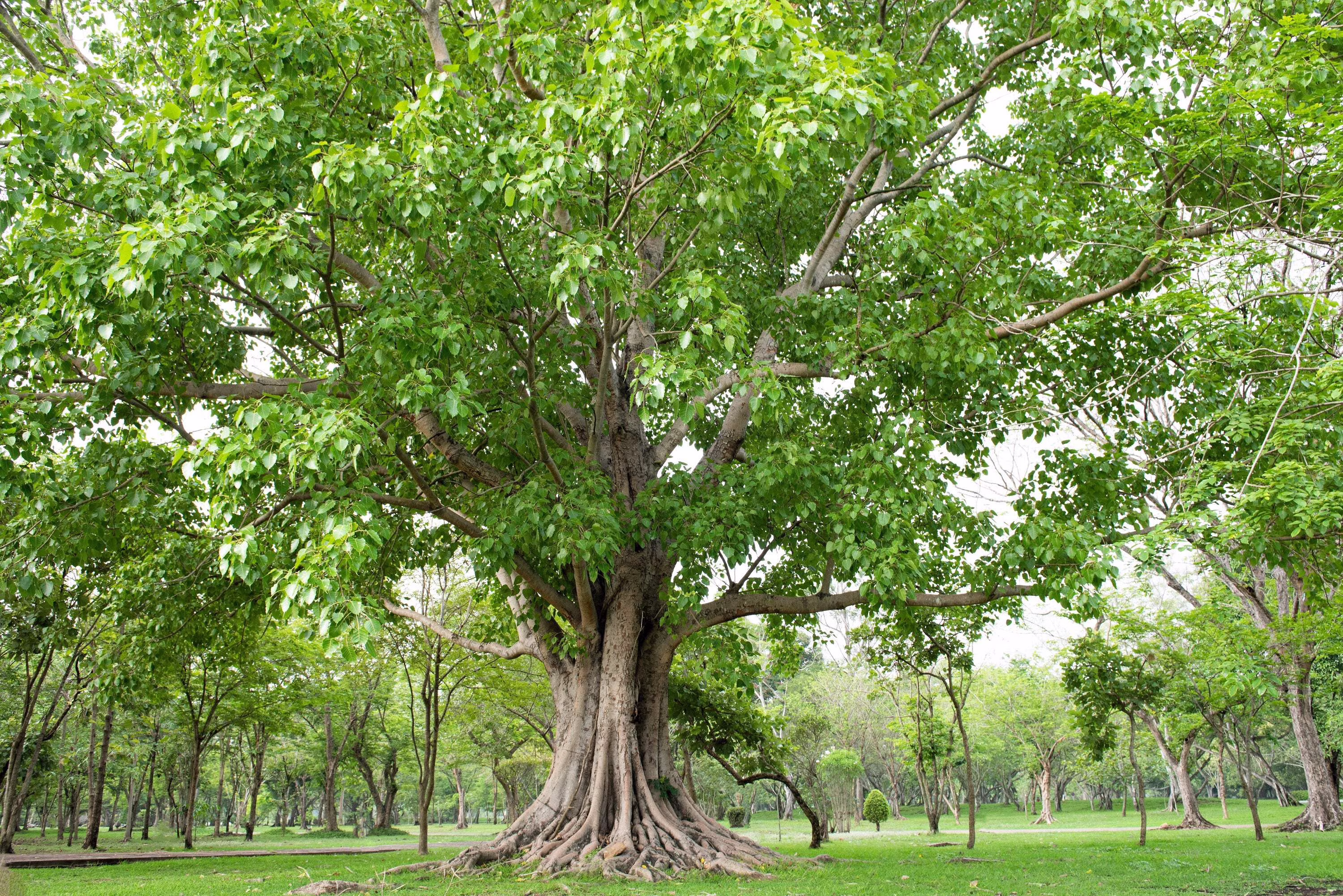30 Seeds FICUS TREE (Bodhi / Sacred Fig / Bo Tree / Pipal) Ficus Religiosa