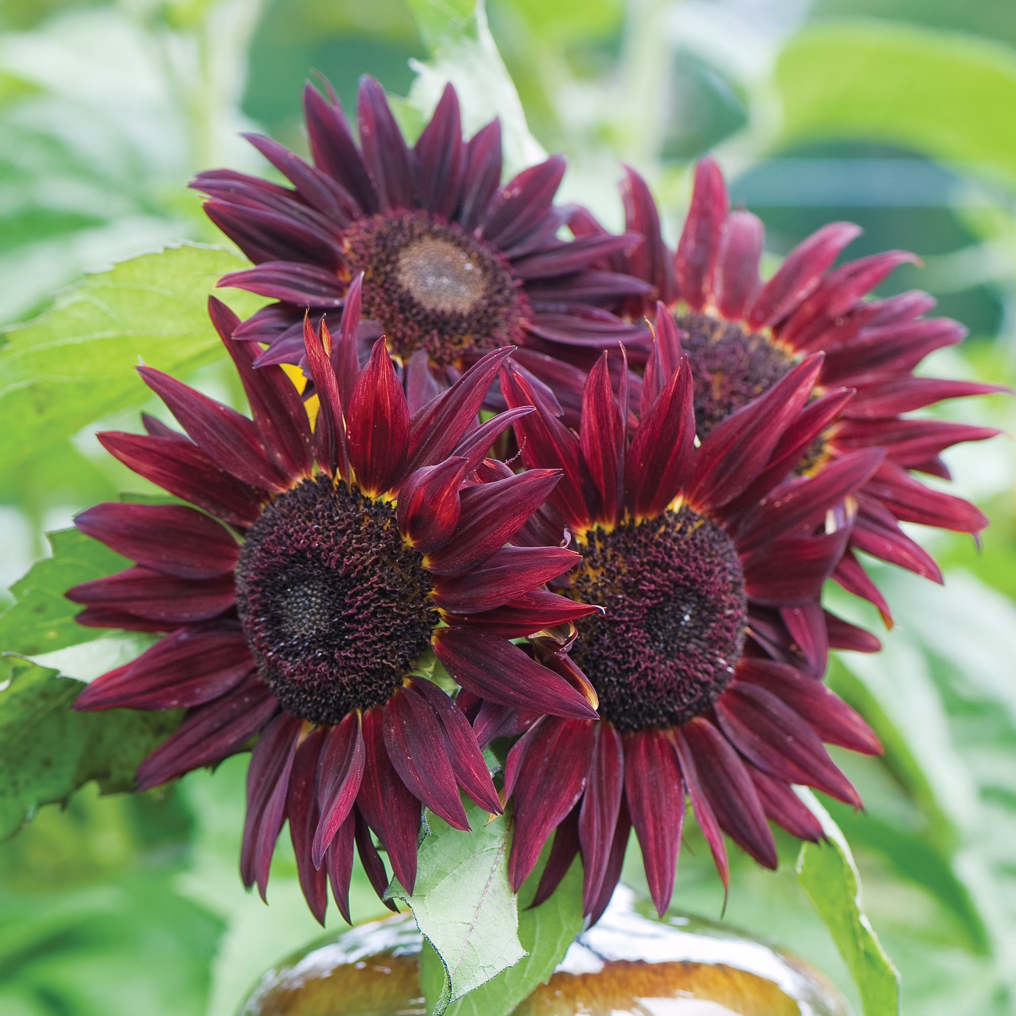 Burpee Chianti Hybrid Sunflower Flower Seeds, Stunning Wine-Red Velvet Petals Flecked with Gold