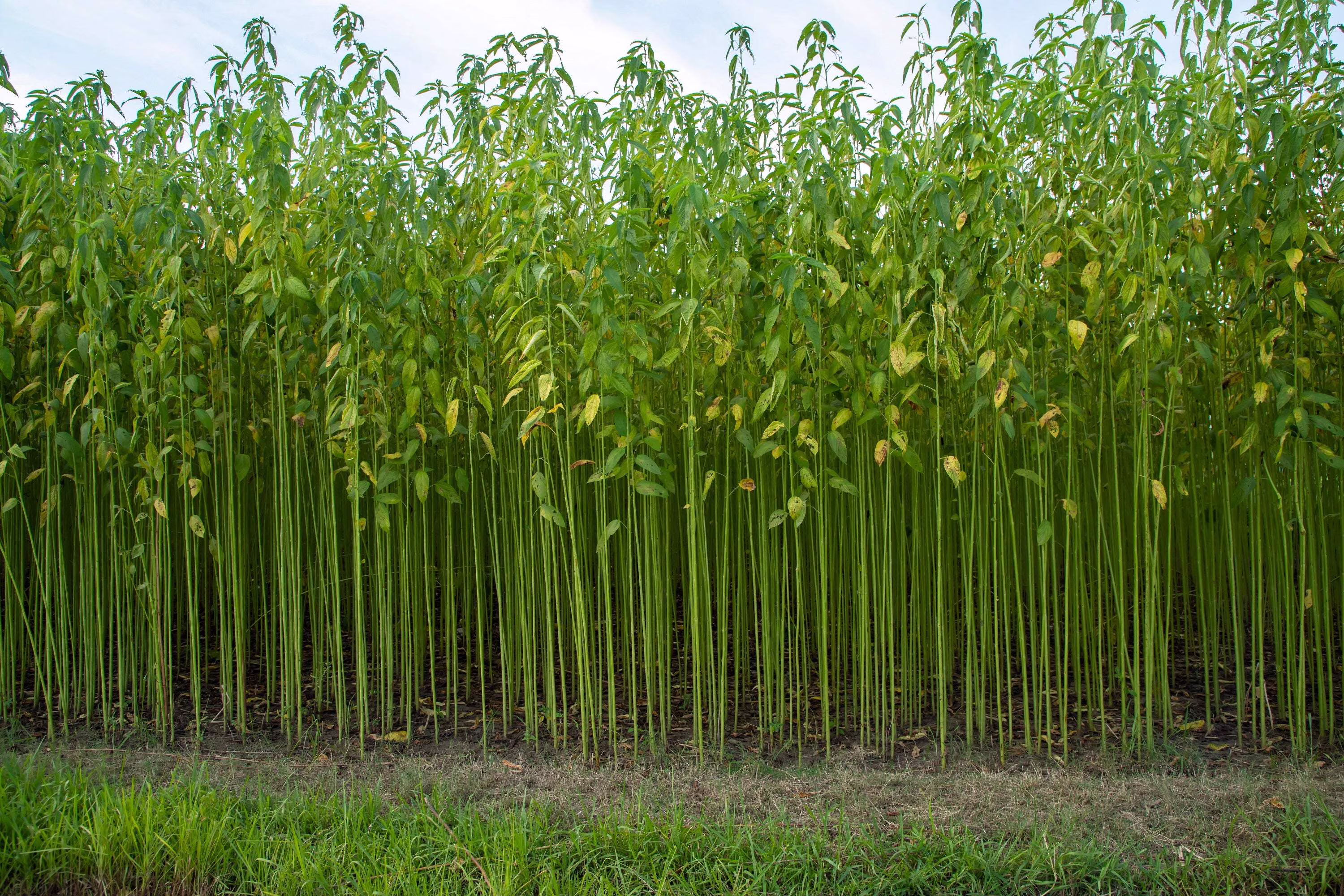 100 Seeds TOSSA JUTE Mallow Corchorus Olitorius African Sorrel Bush Okra Twine Vegetable Seeds
