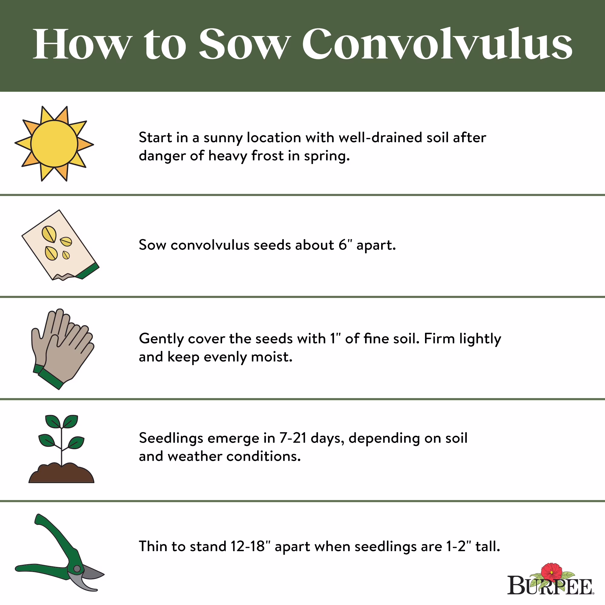 Burpee Blue Enchantment Convolvulus Flower Seed, 1-Pack