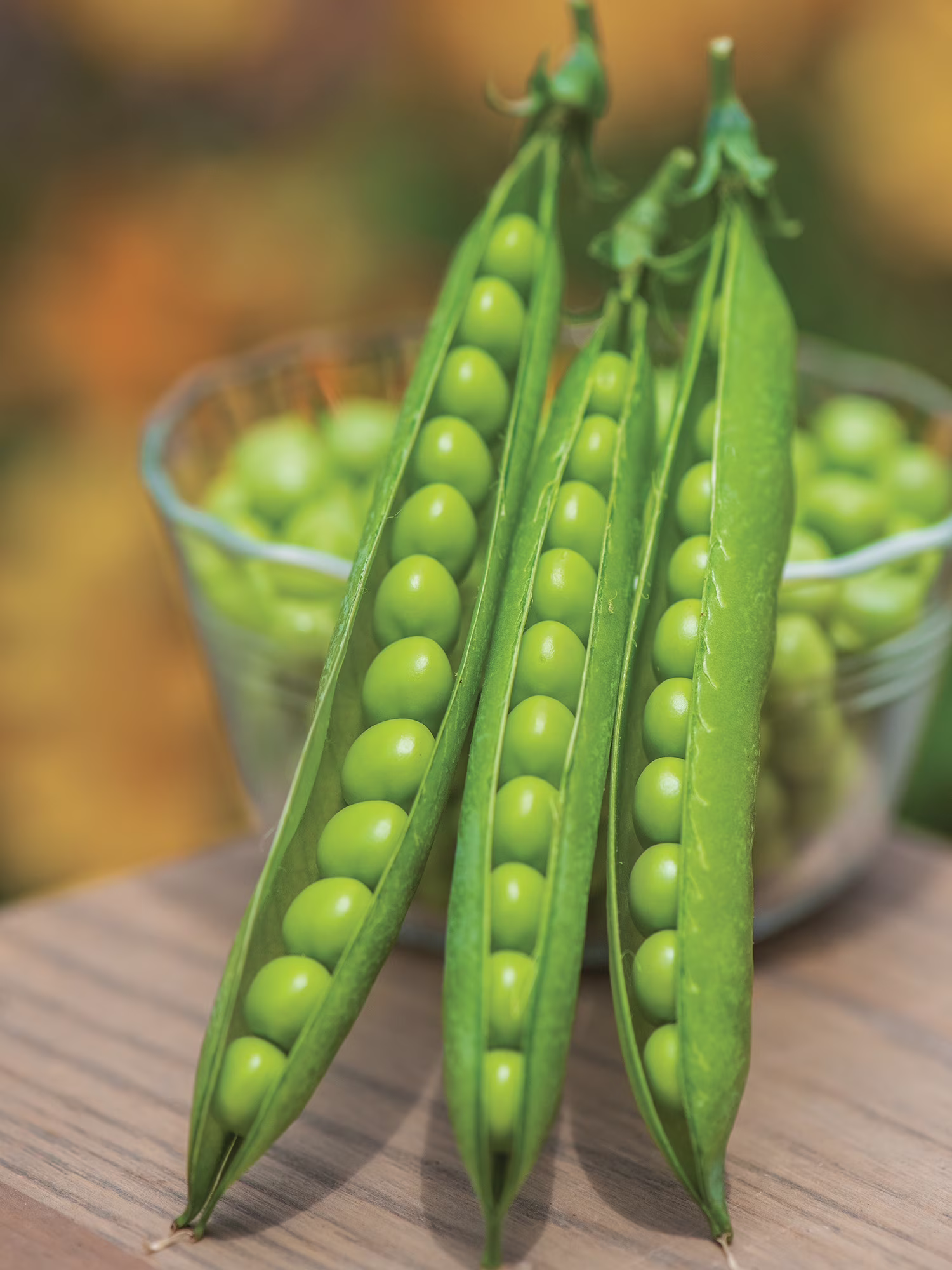 Burpee First 13 Pea, Annual Vegetable Seed, 1-Pack, Full Sun