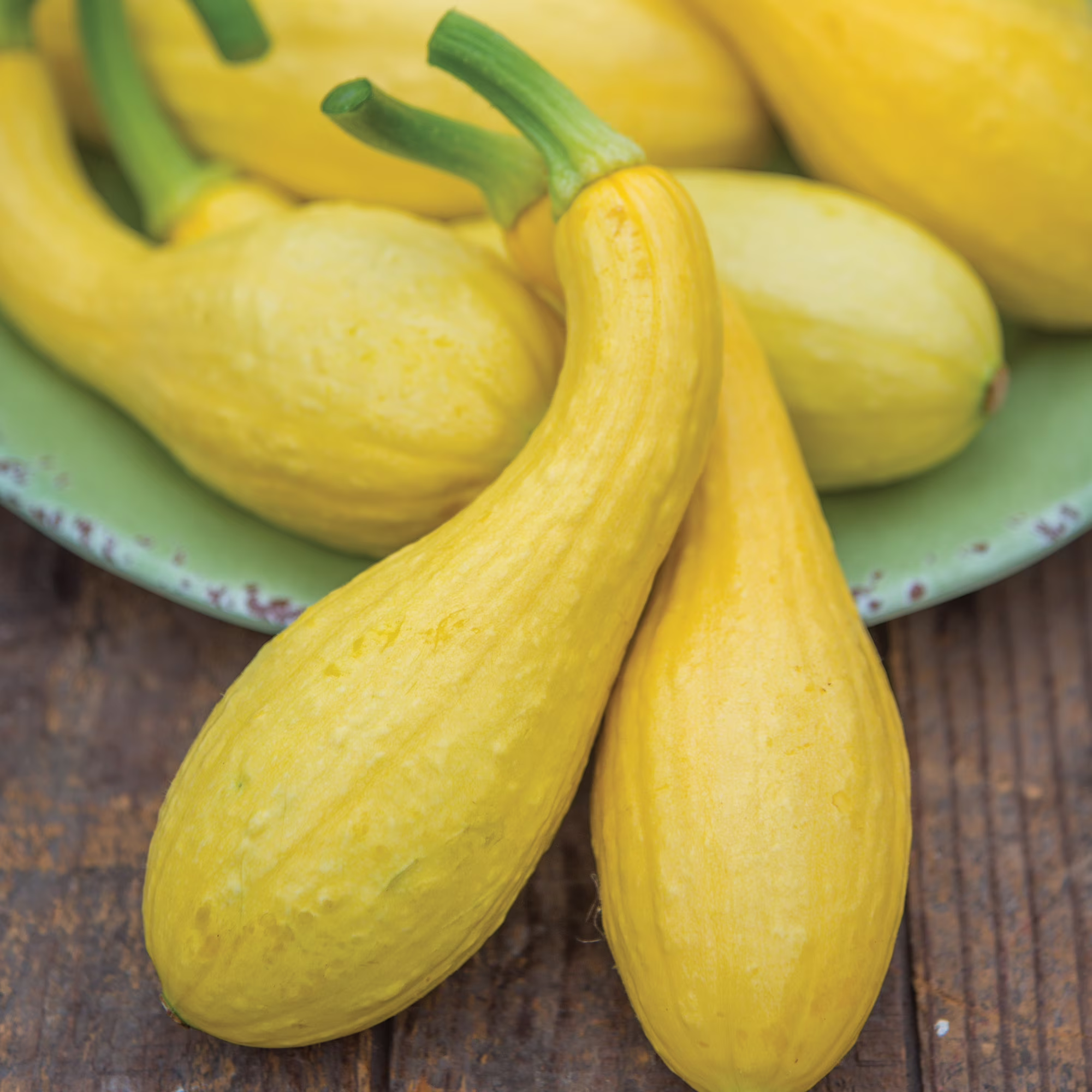 Burpee Early Summer Crookneck Summer Squash Vegetable Seed, 1-Pack
