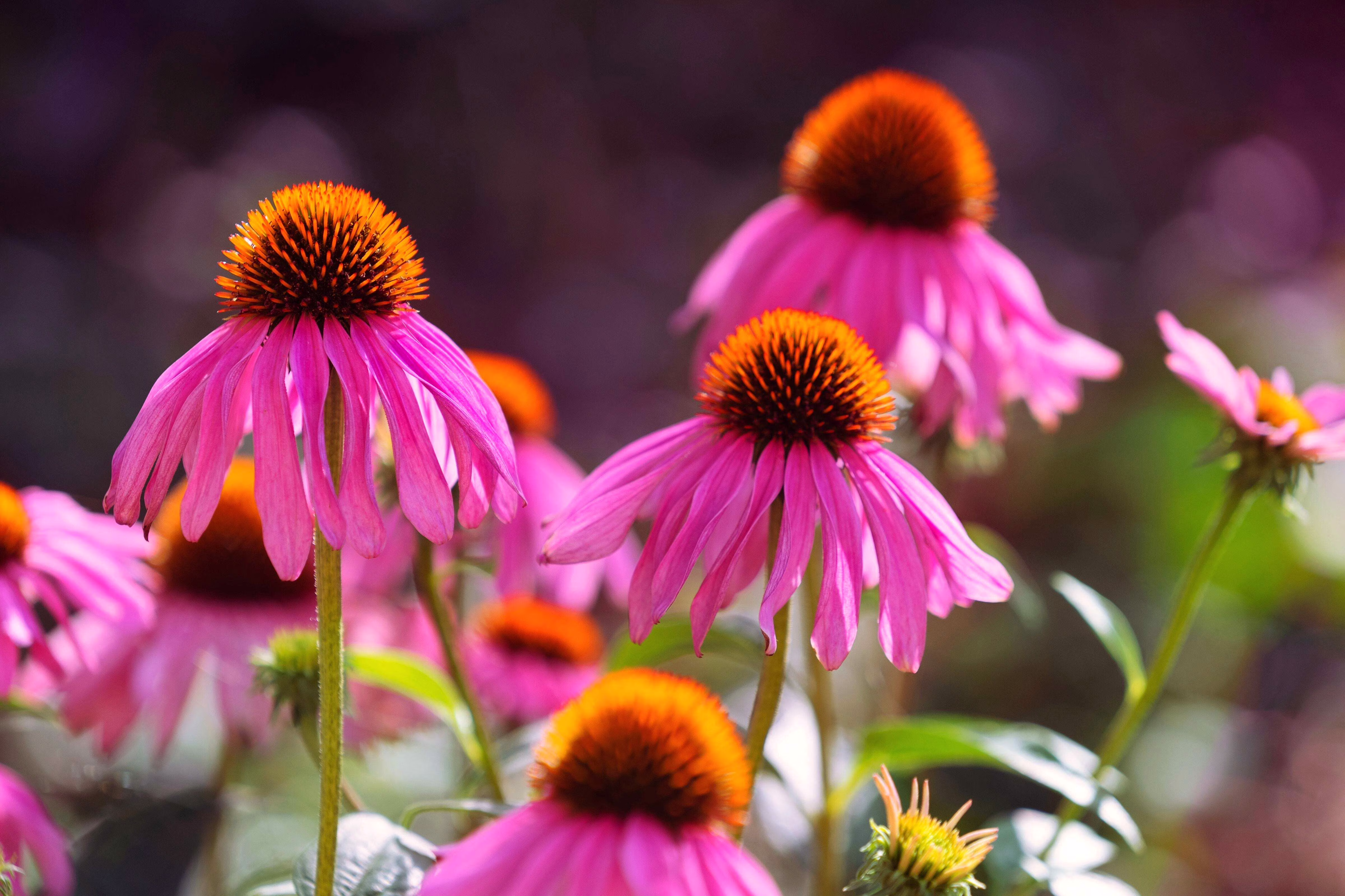 Seedville 25 Bright Star Coneflower Plant Seeds, Bright Rose Pink