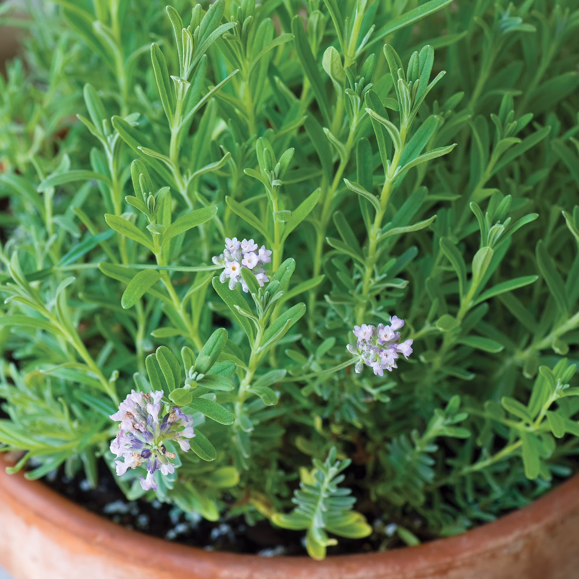 Burpee Lady Lavender Herb Seed, 1-Pack