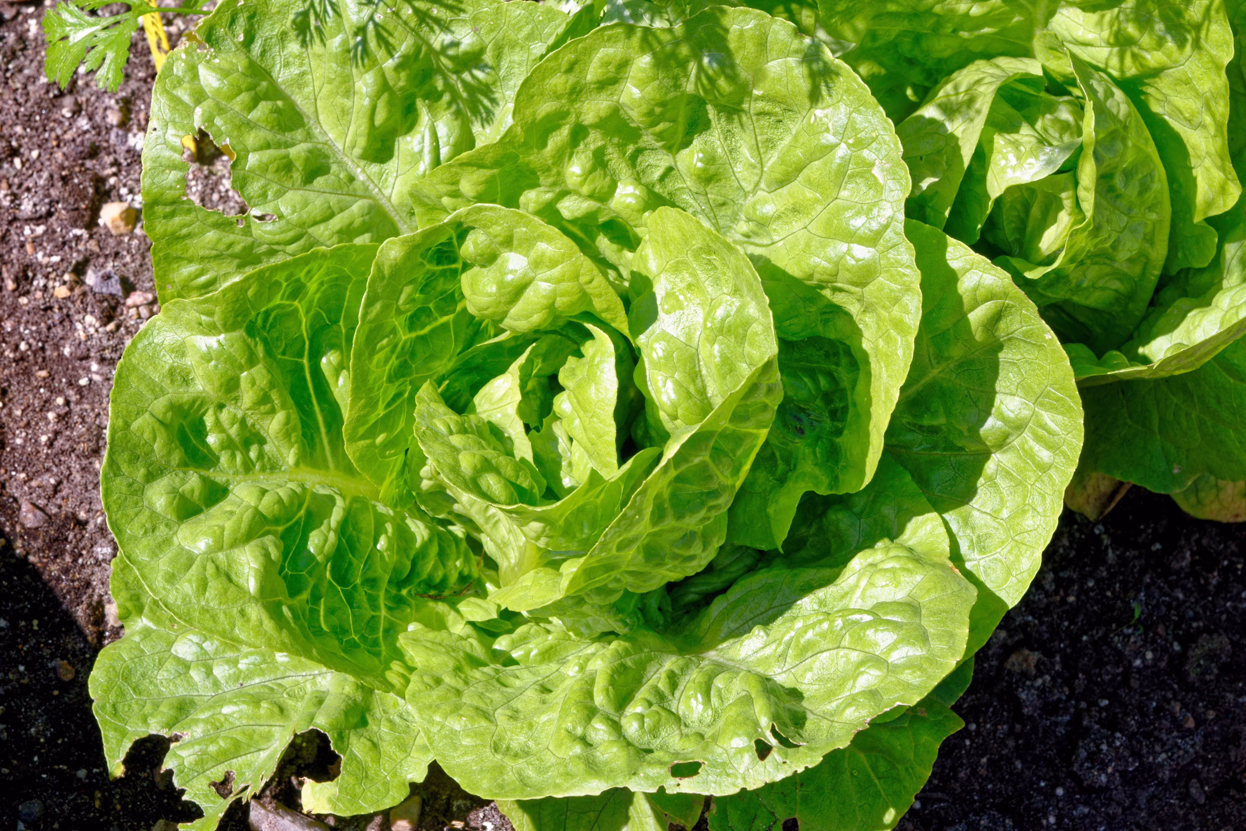 3000 Seeds LITTLE GEM LETTUCE Small Romaine Butterhead Lactuca Vegetable Seeds