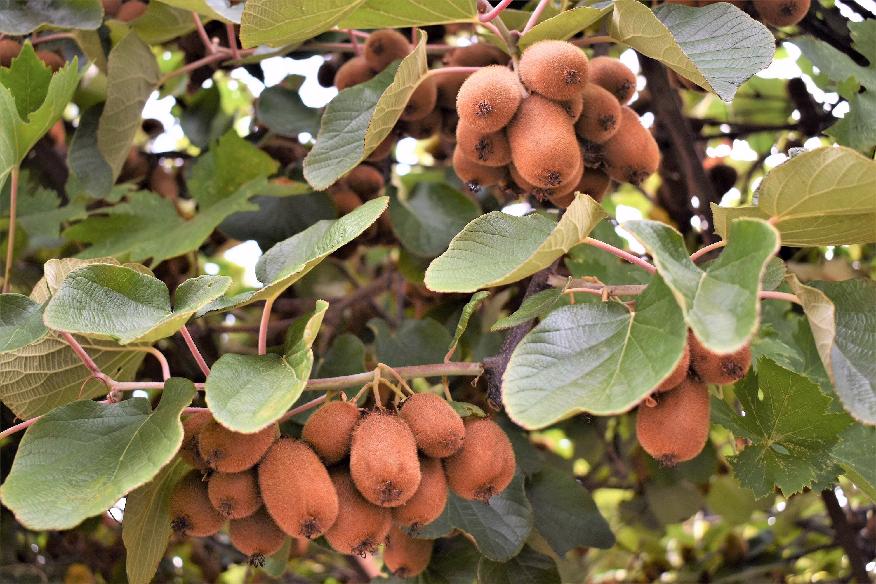 100 Seeds KIWI FRUIT Kiwi Actinidia Vine Seeds (Kiwifruit / Hardy Kiwi / Chinese Gooseberry / Chinese Strawberry)