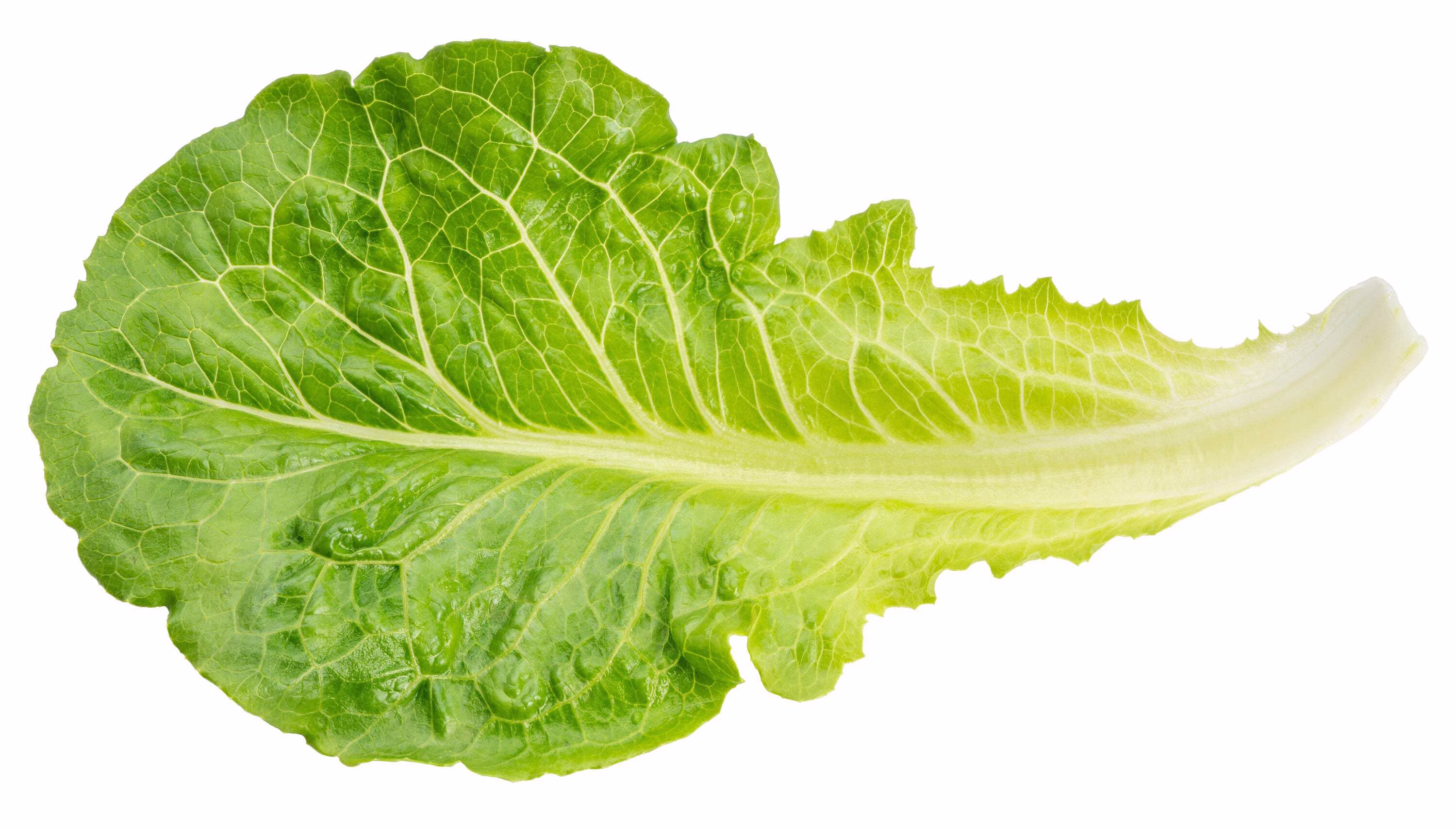 3000 Seeds LITTLE GEM LETTUCE Small Romaine Butterhead Lactuca Vegetable Seeds