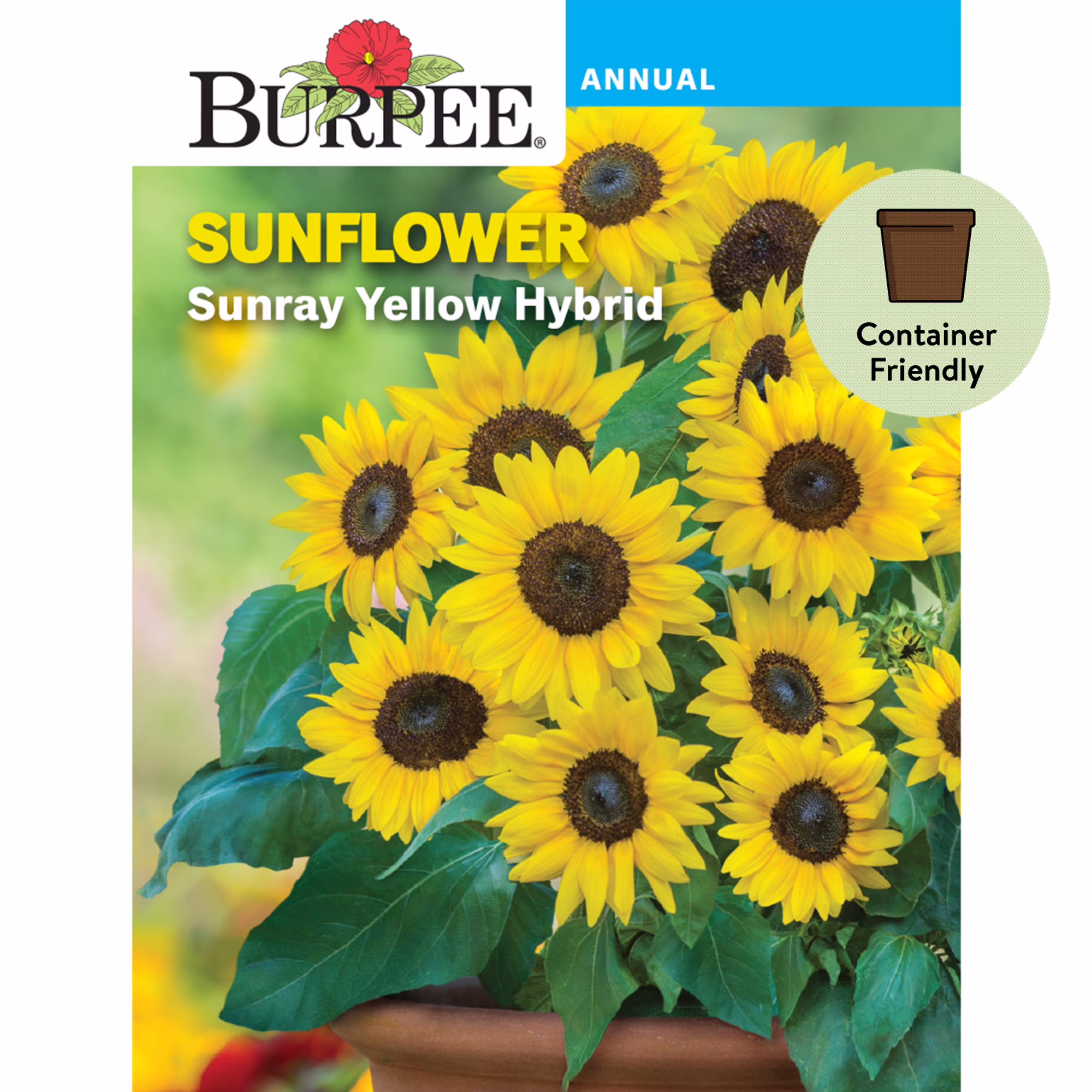 Burpee Chianti Hybrid Sunflower Flower Seeds, Stunning Wine-Red Velvet Petals Flecked with Gold