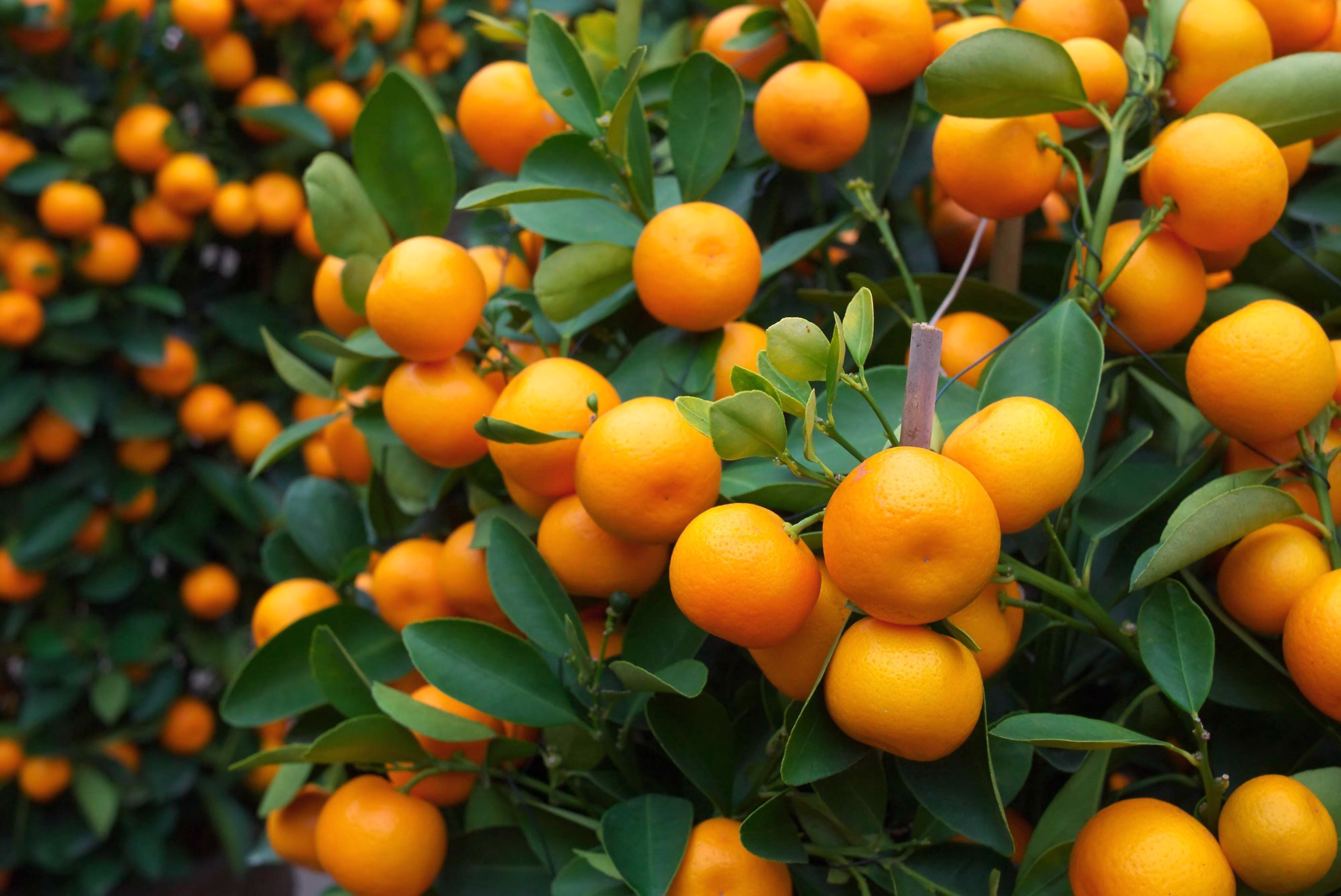 20 TANGERINE Mandrin Orange Citrus Reticulata Fruit Tree Seeds