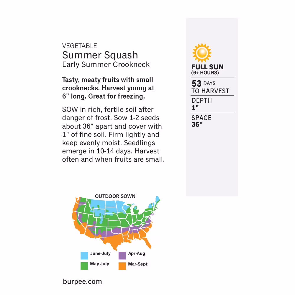 Burpee Early Summer Crookneck Summer Squash Vegetable Seed, 1-Pack