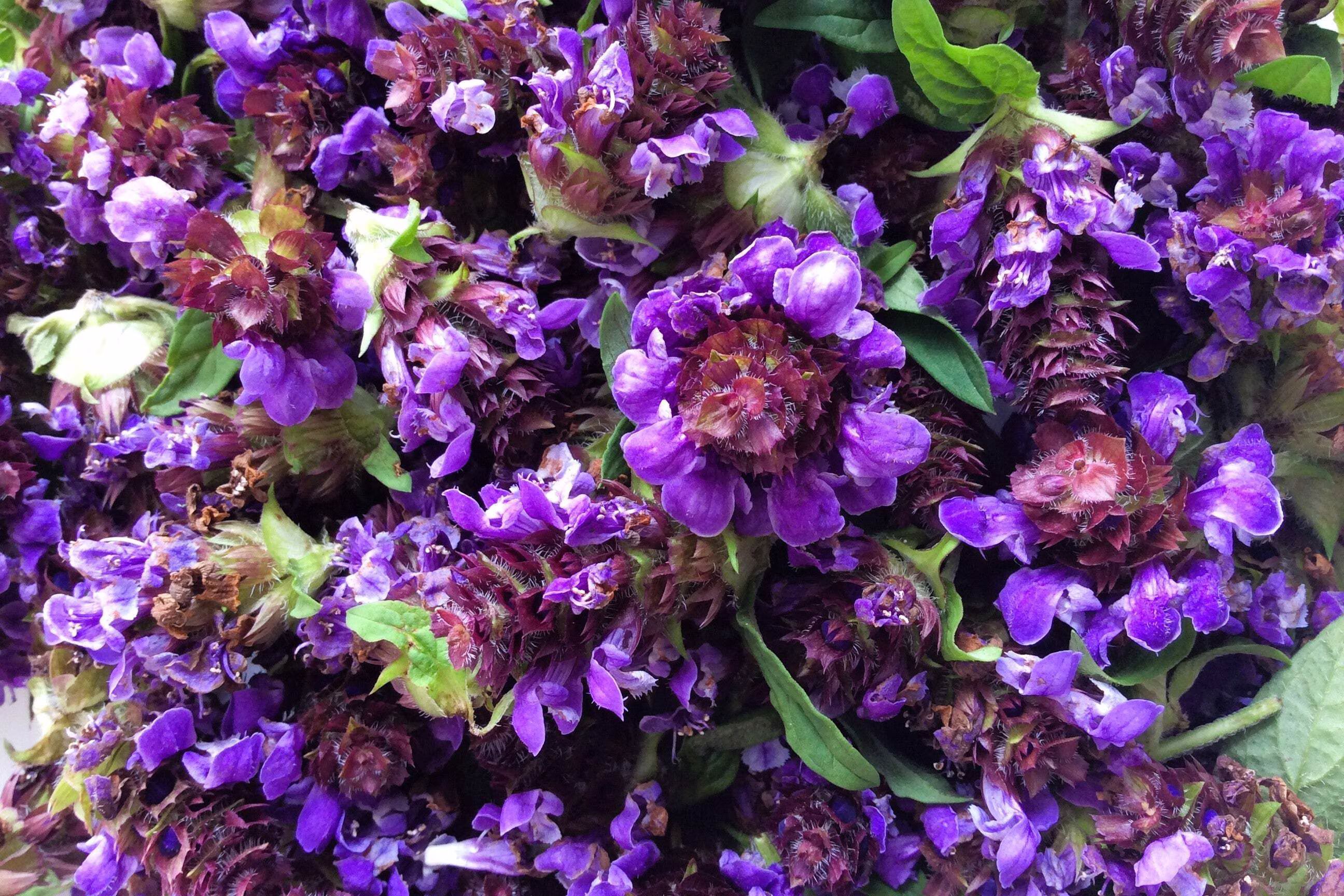 Seedville 100 Prunella Vulgaris Purple Herb Flower Seeds