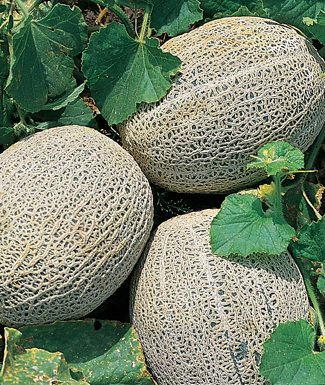 Burpee Hale's Best Jumbo Cantaloupe