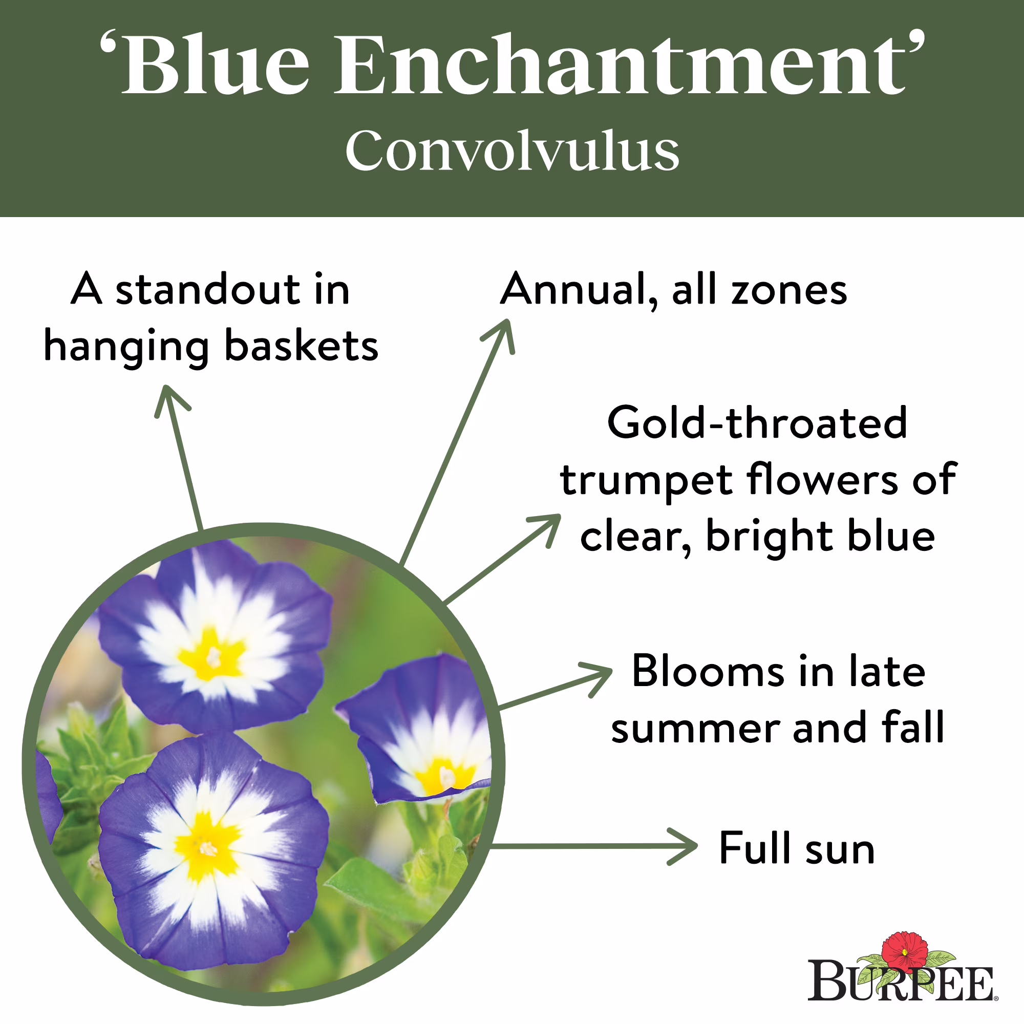 Burpee Blue Enchantment Convolvulus Flower Seed, 1-Pack
