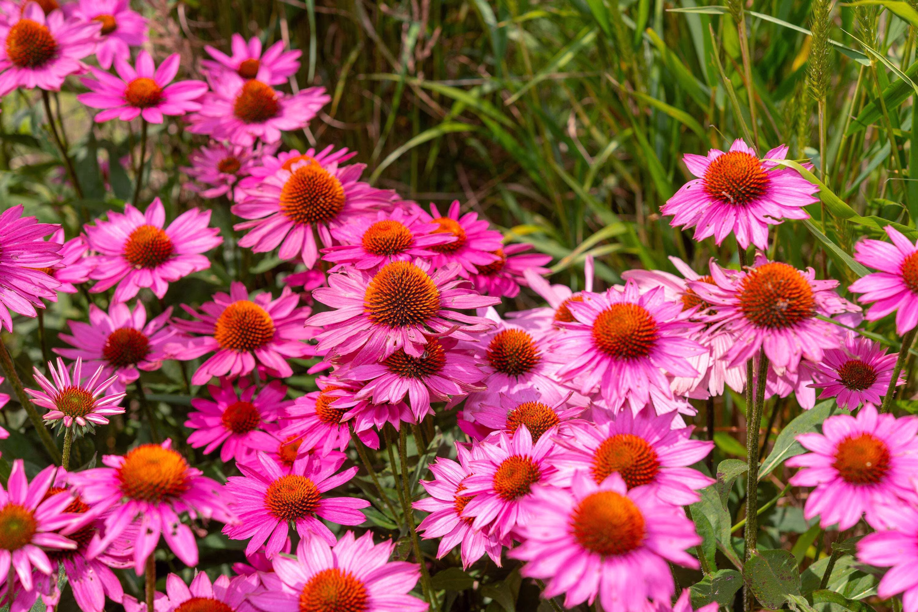 Seedville 25 Bright Star Coneflower Plant Seeds, Bright Rose Pink