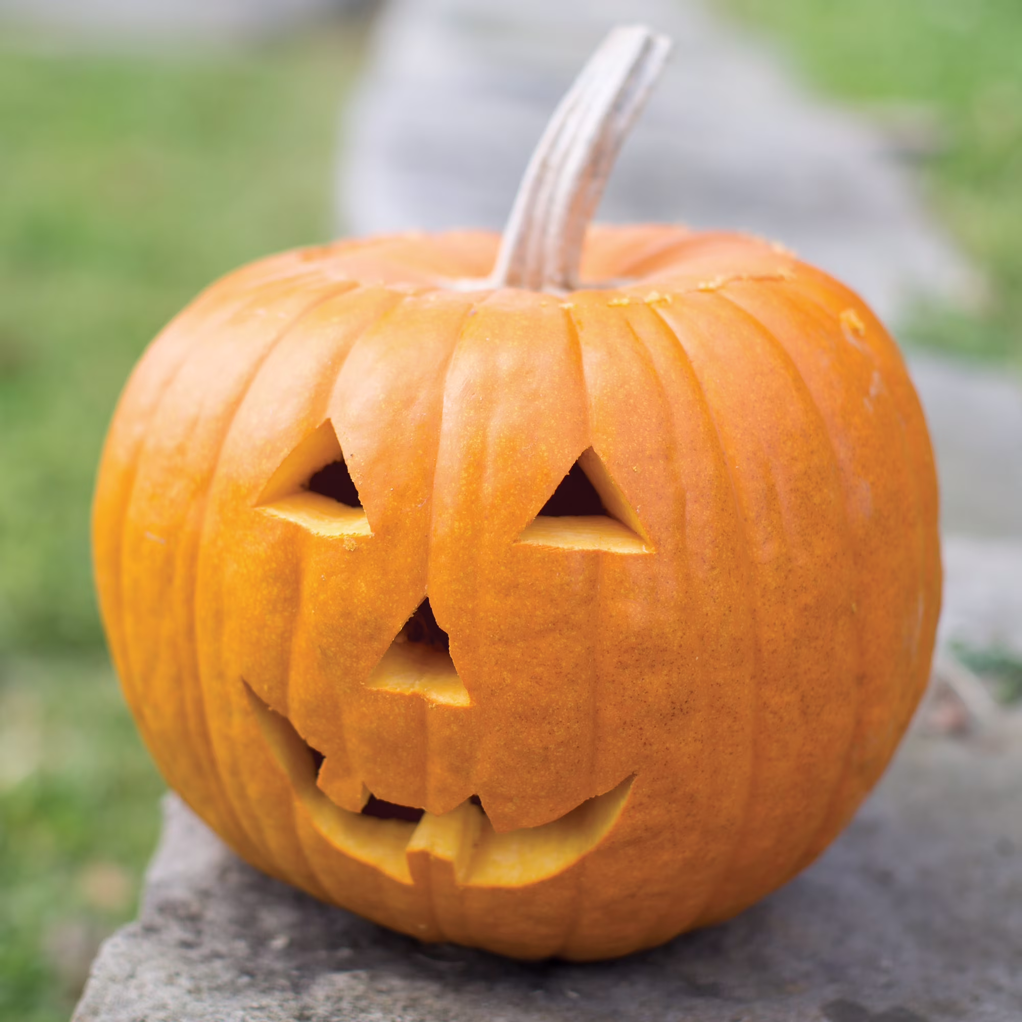 Burpee Jack-o'-lantern Pumpkin Annual Vegetable Seed, 1-Pack, Full Sun