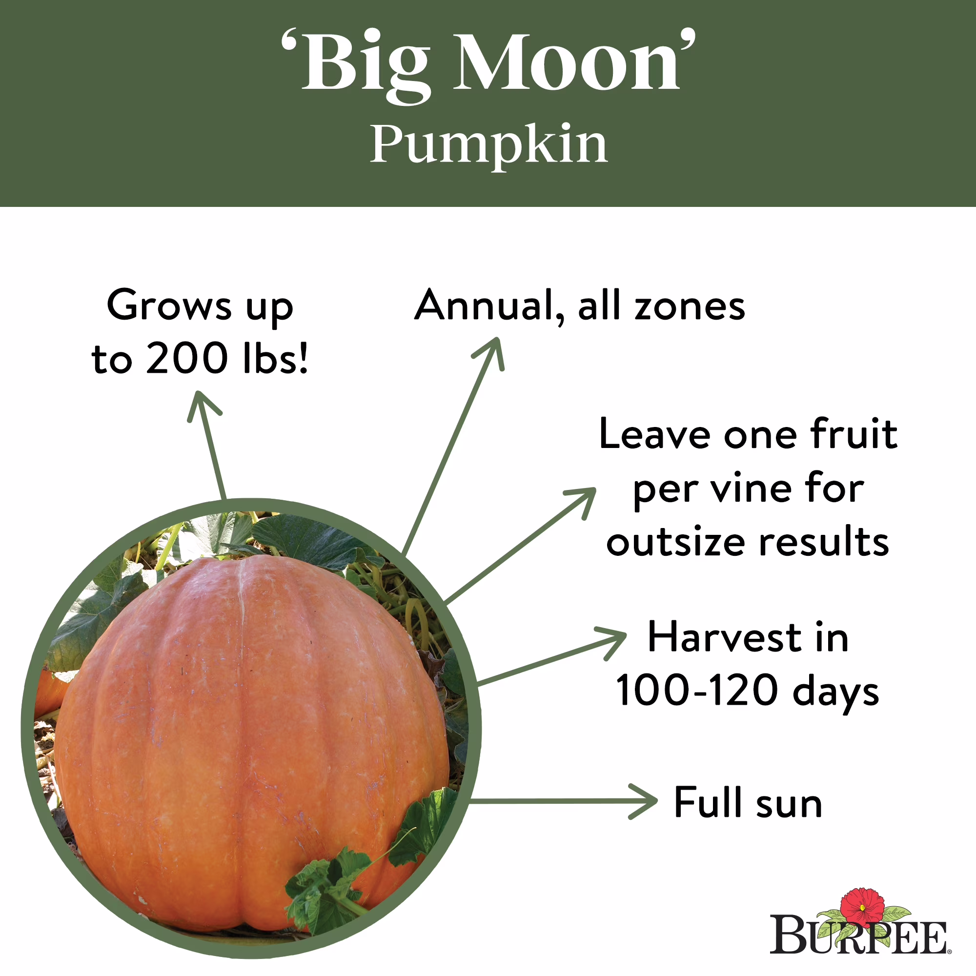 Burpee Big Moon Pumpkin Vegetable Seed, 1-Pack