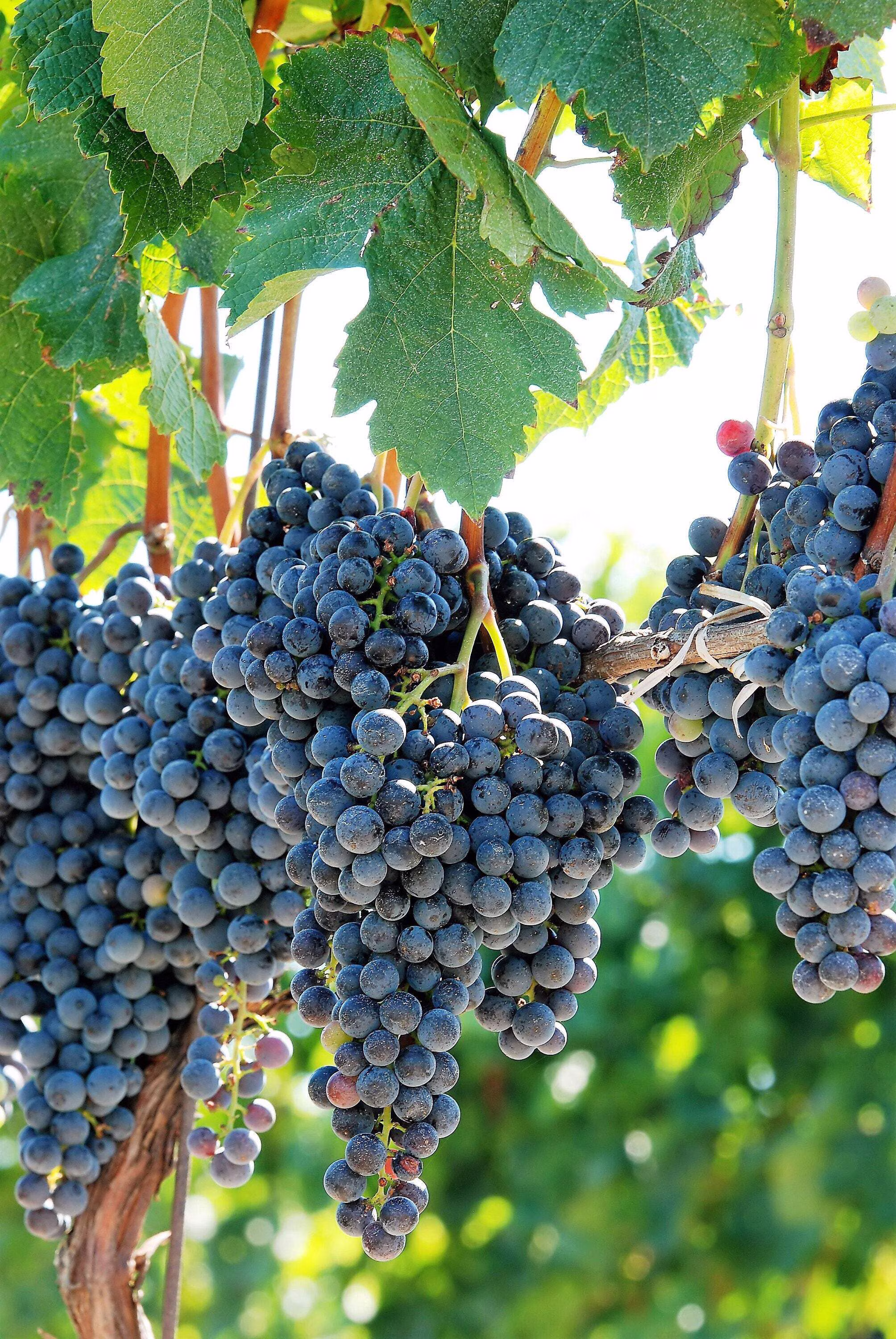 10 * Seeds Purple CONCORD GRAPE Fruit Vine Vitis Labrusca White Flower Seeds