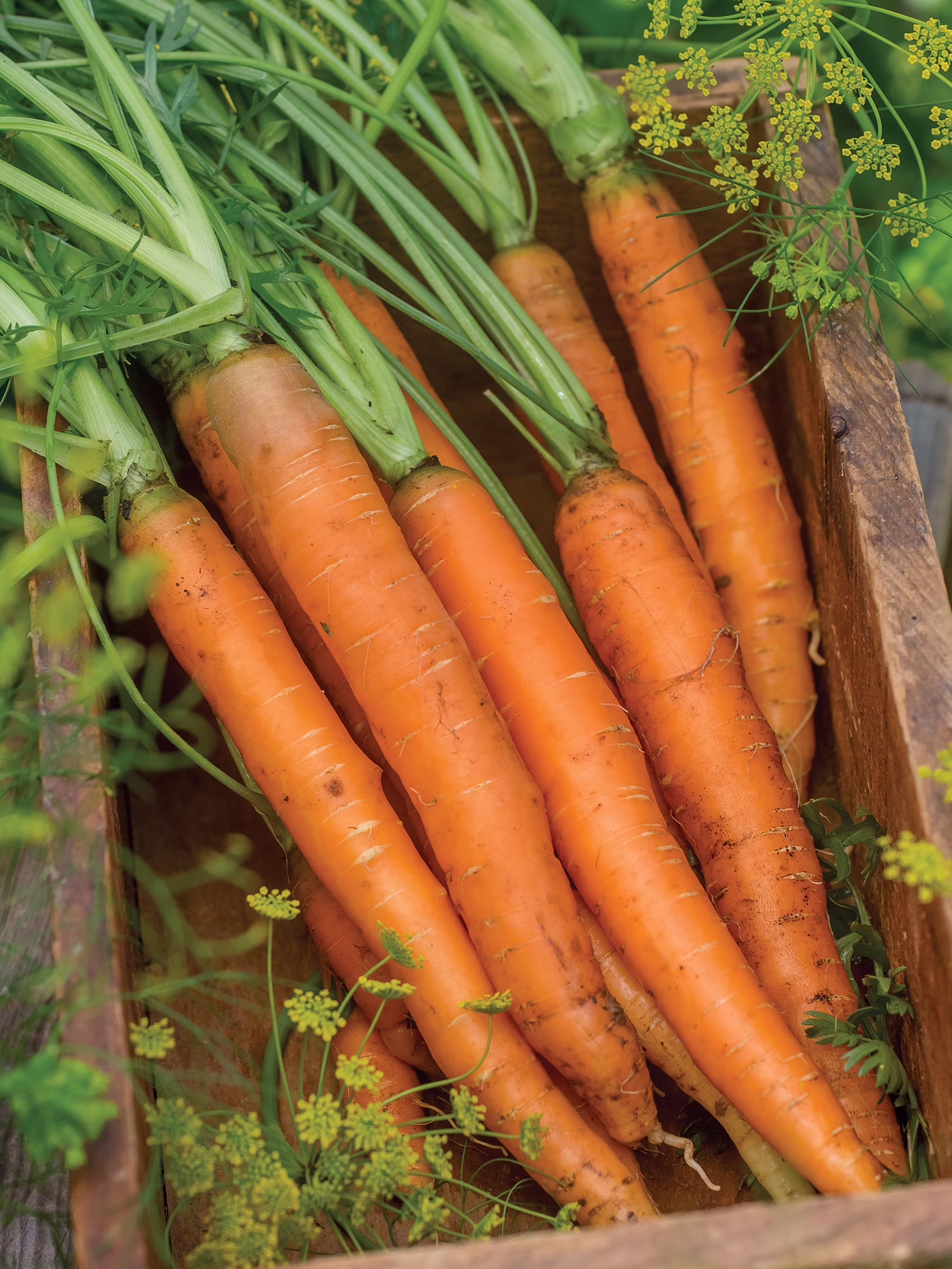 Burpee Nantes Half Long Carrot Seed, Heirloom Annual Vegetable, Full Sun