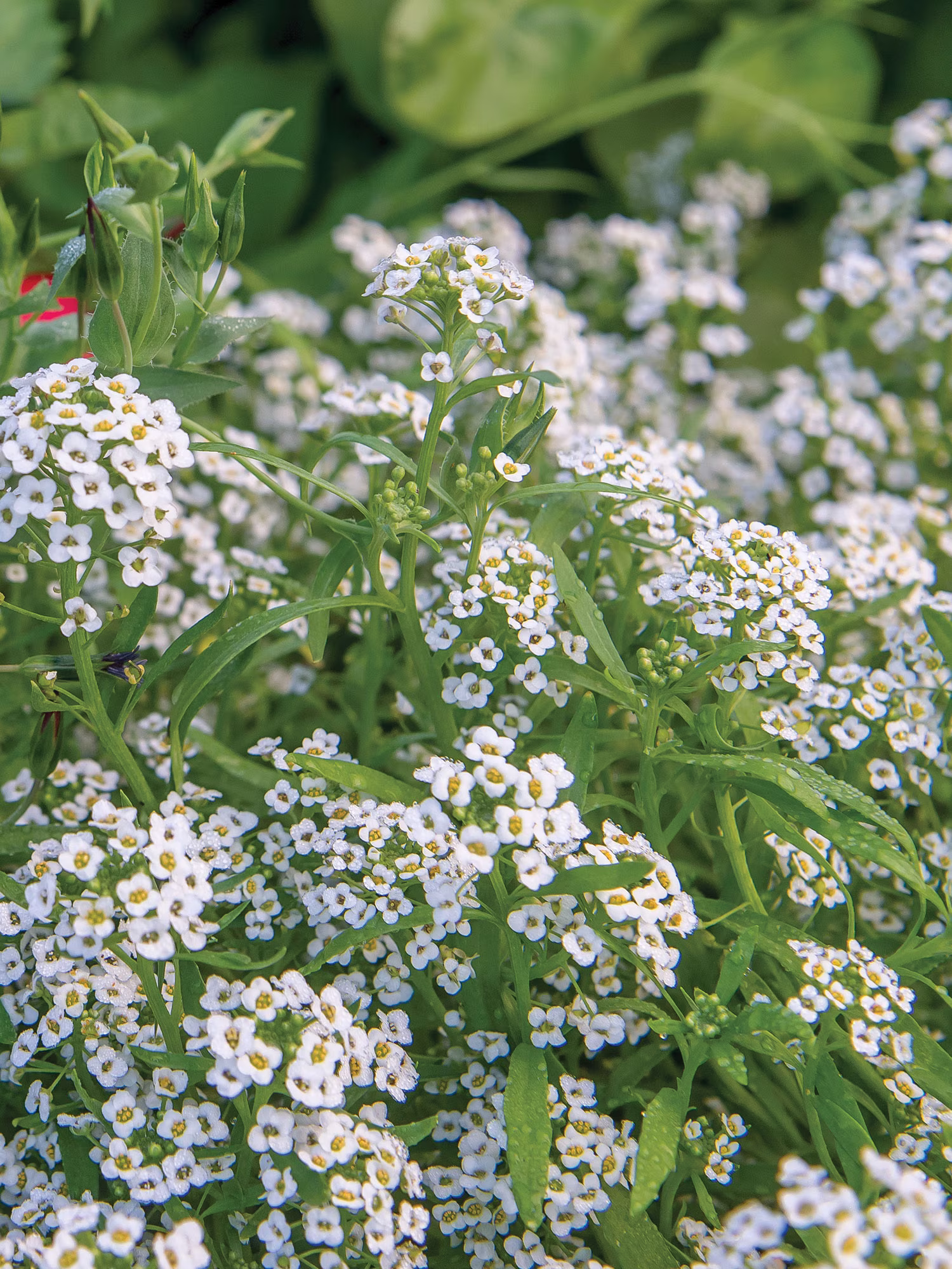 Burpee Carpet of Snow Alyssum Annual Heirloom Seed, 1-Pack, Full Sun