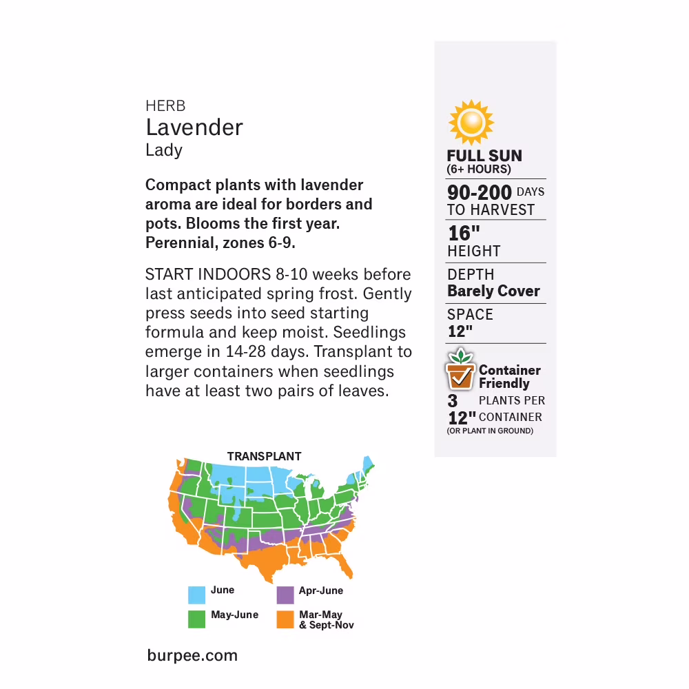 Burpee Lady Lavender Herb Seed, 1-Pack