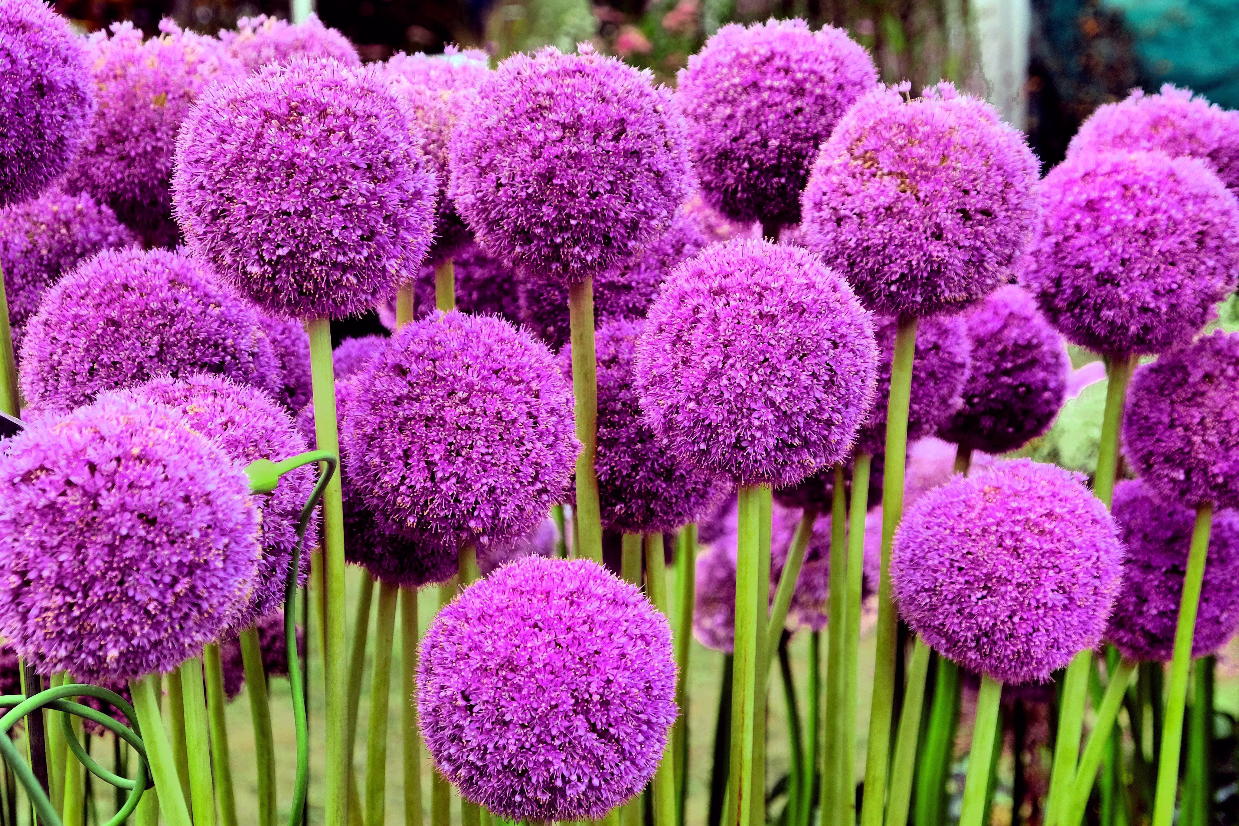 25 Seeds GIANT ALLIUM Allium Giganteum Purple Globe Flower Seeds