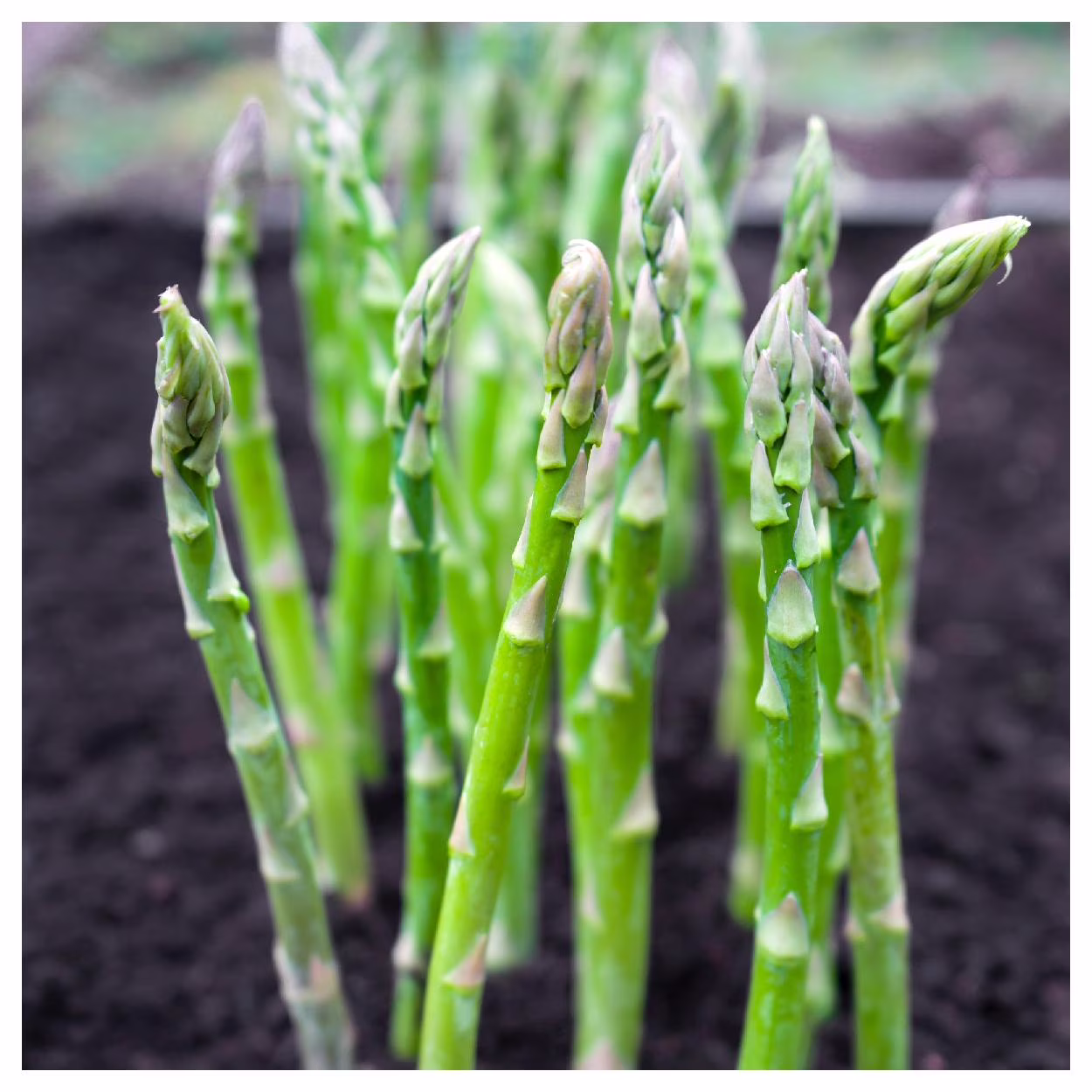 Everwilde Farms - 100 Mary Washington Asparagus Seeds - Gold Vault Jumbo Bulk Seed Packet