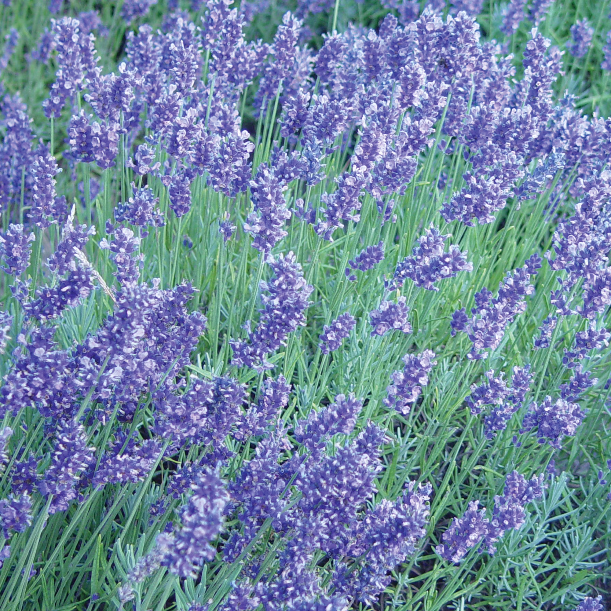 Burpee English Lavender Herb Seed, 1-Pack