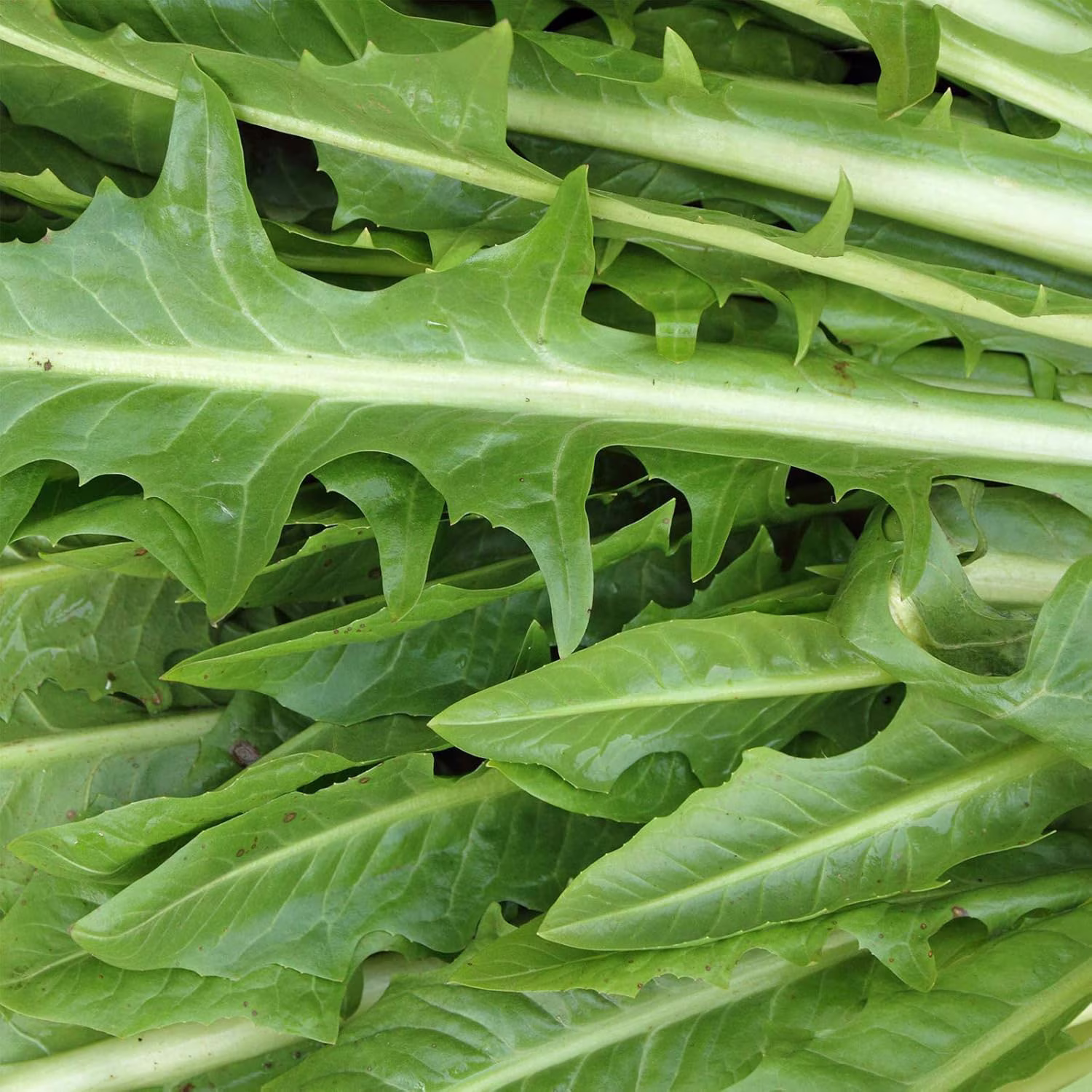 Italian Dandelion Herb Garden Seeds (Chicory) - 1 g Packet ~700 Seeds - Non-GMO, Heirloom Herbal Gardening Seeds