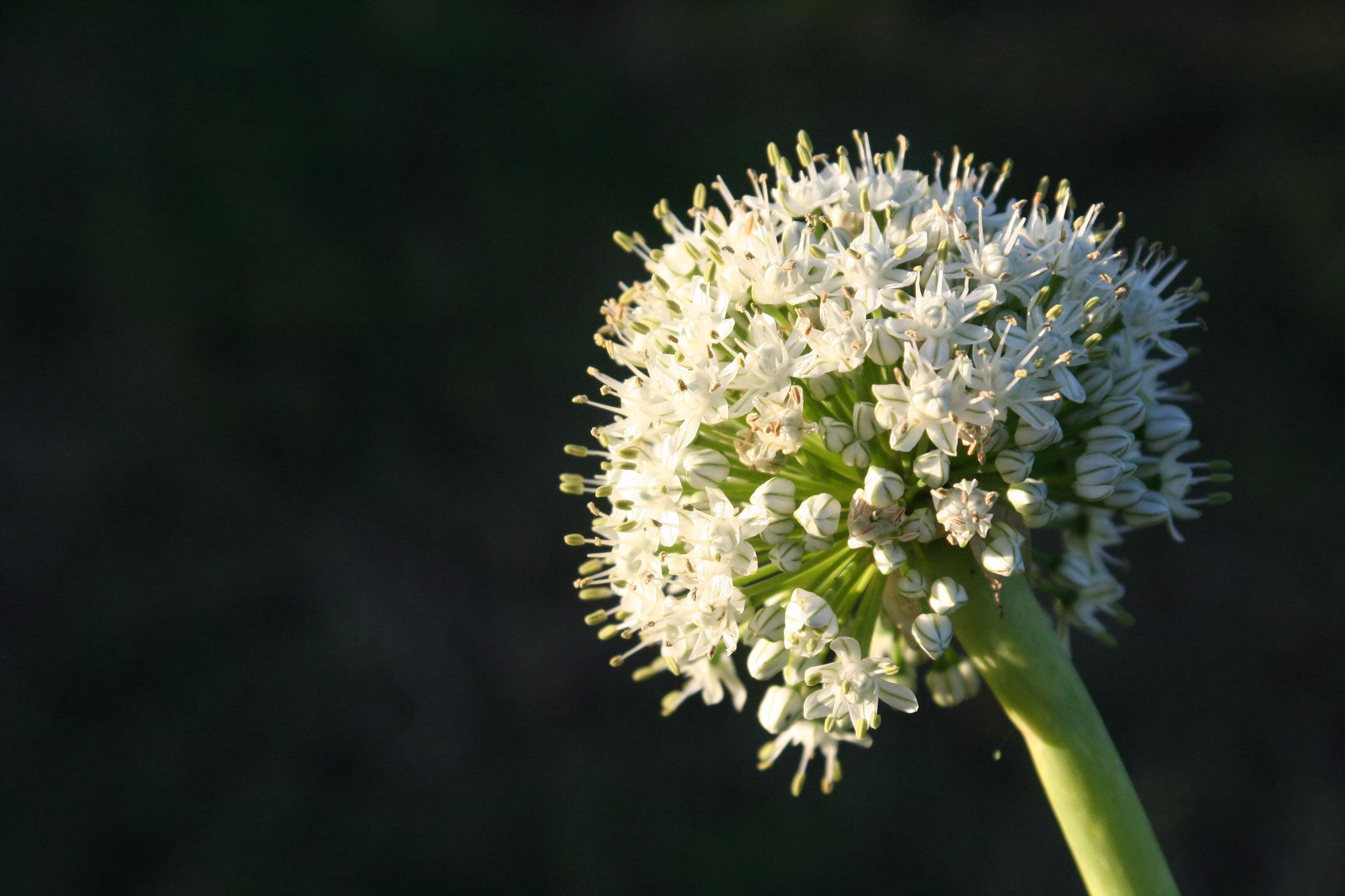250 *Seeds SWEET WALLA WALLA ONION Allium Cepa Vegetable Seeds