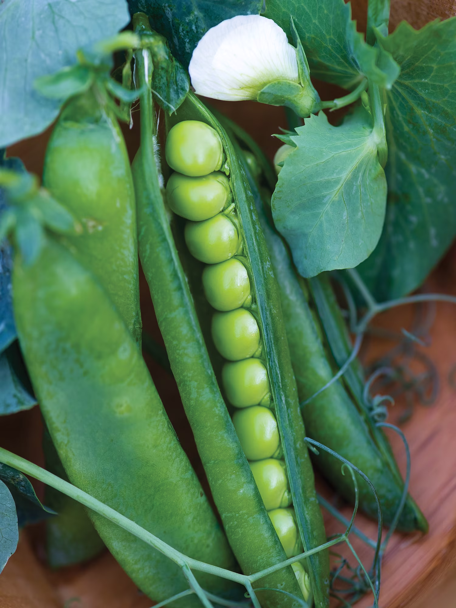 Burpee Easy Peasy Pea Vegetable Seed Annual Lifecycle 1 Pack