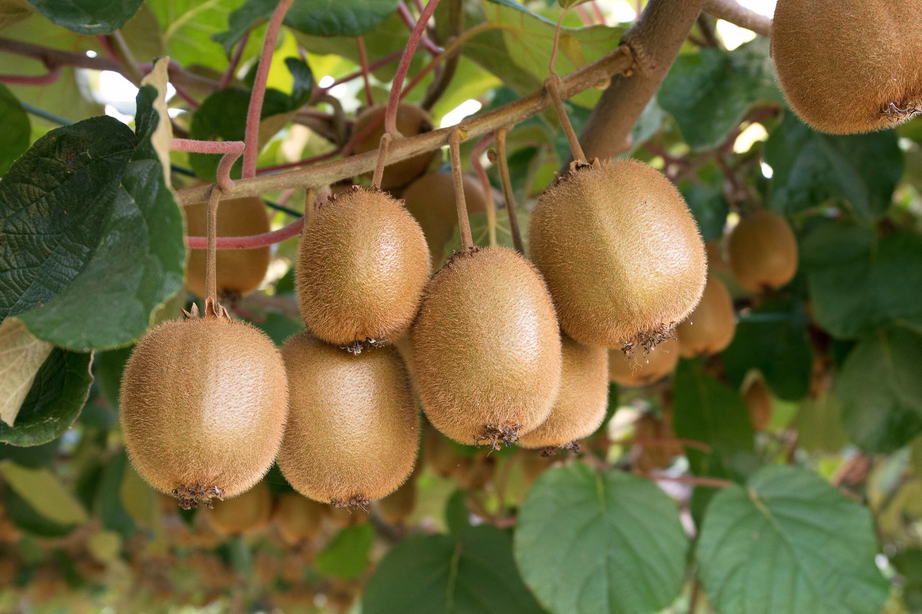 100 Seeds KIWI FRUIT Kiwi Actinidia Vine Seeds (Kiwifruit / Hardy Kiwi / Chinese Gooseberry / Chinese Strawberry)