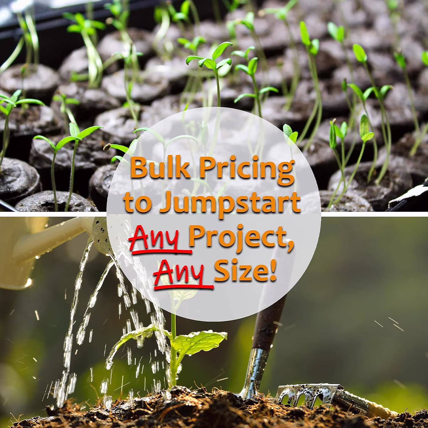 Leaf Lettuce Garden Seeds - Salad Bowl Green - 1 g Packet ~900 Seeds - Non-GMO, Heirloom Vegetable Gardening & Salad Micro Greens Seed
