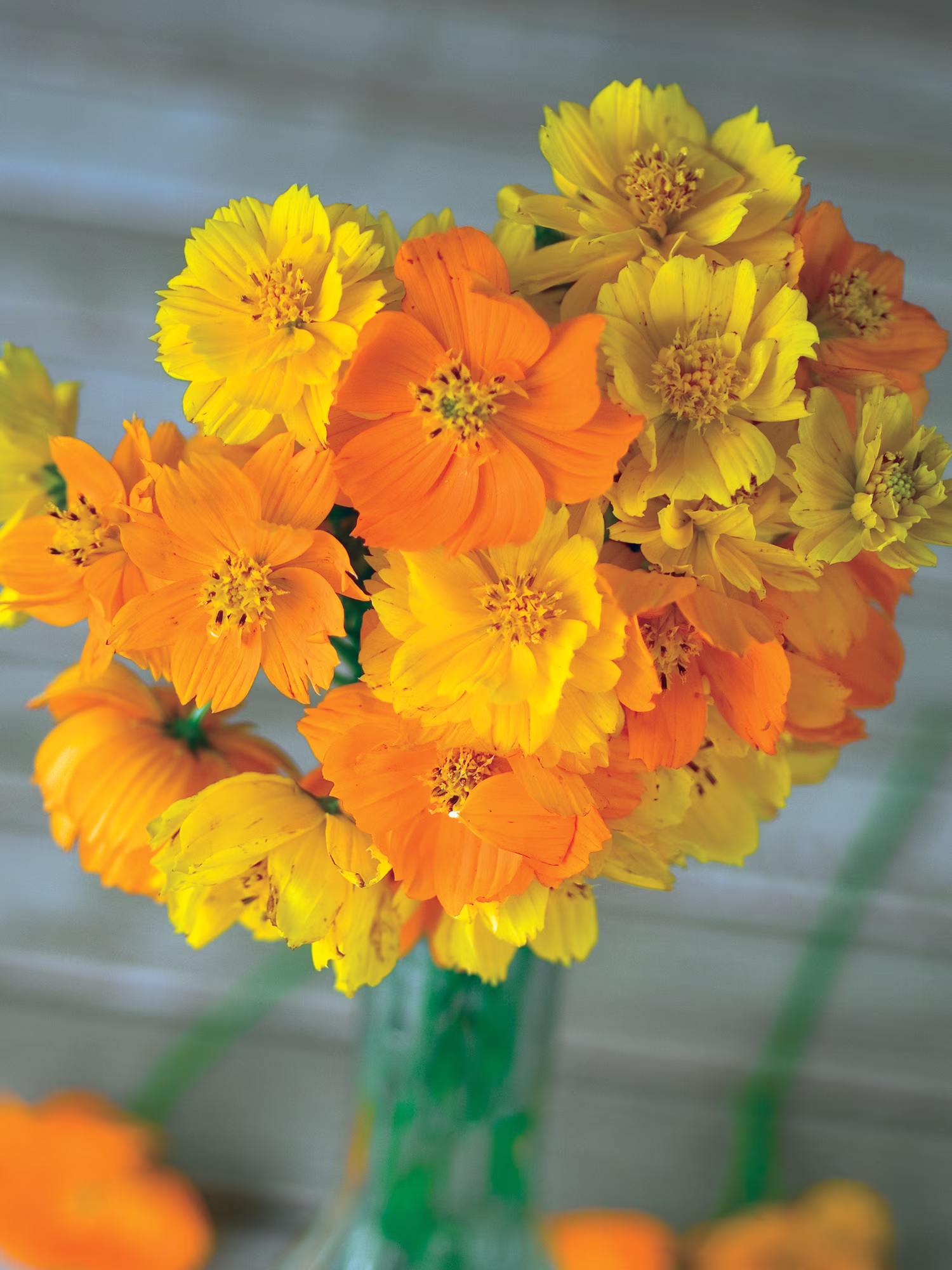 Burpee Bright Lights Mix Cosmos, Annual Flower Seed, Full Sun