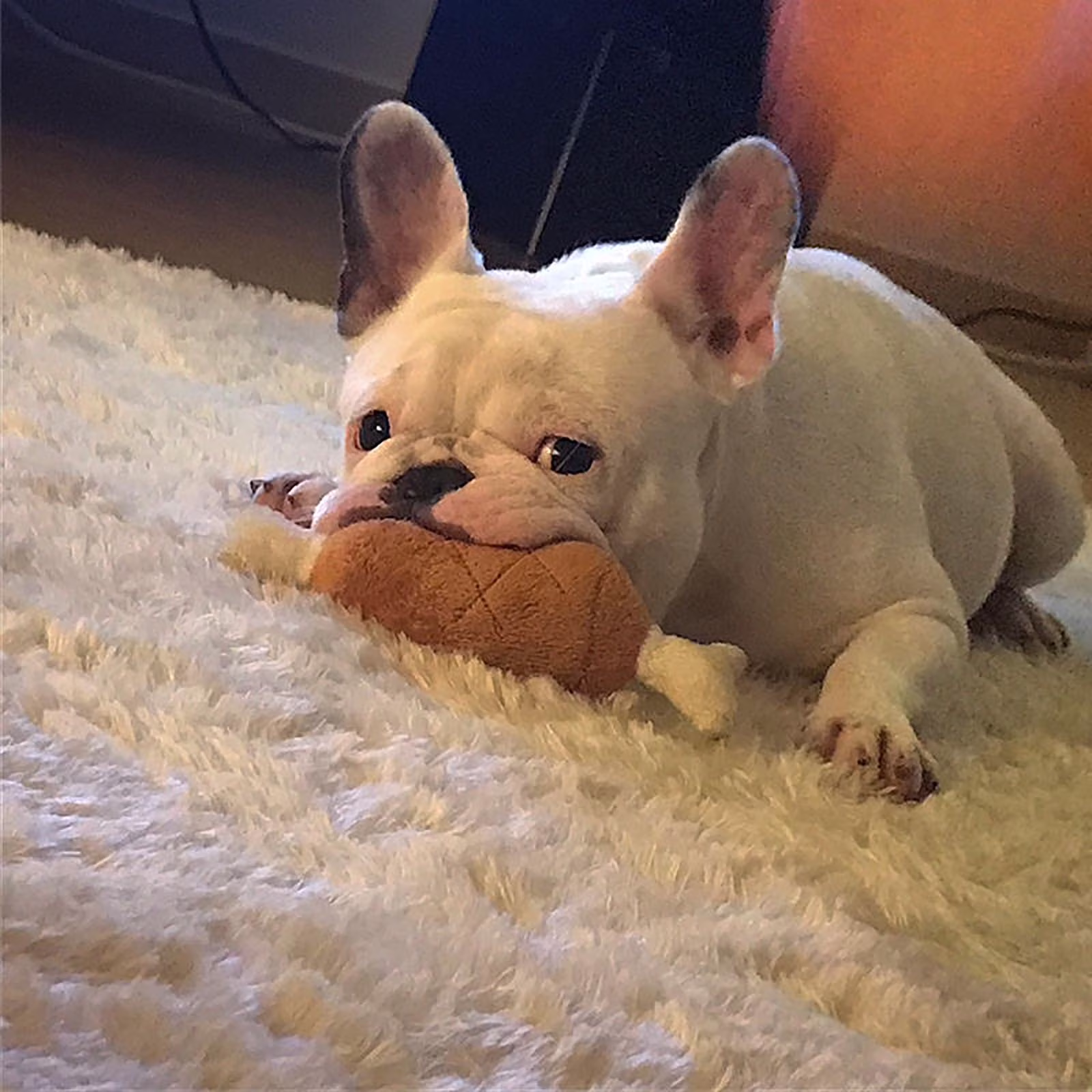 kladzum Dog Toys Small Dog -Chicken Leg Toy Sound Dog Toy Interactive Dog Toys Pet Supplies