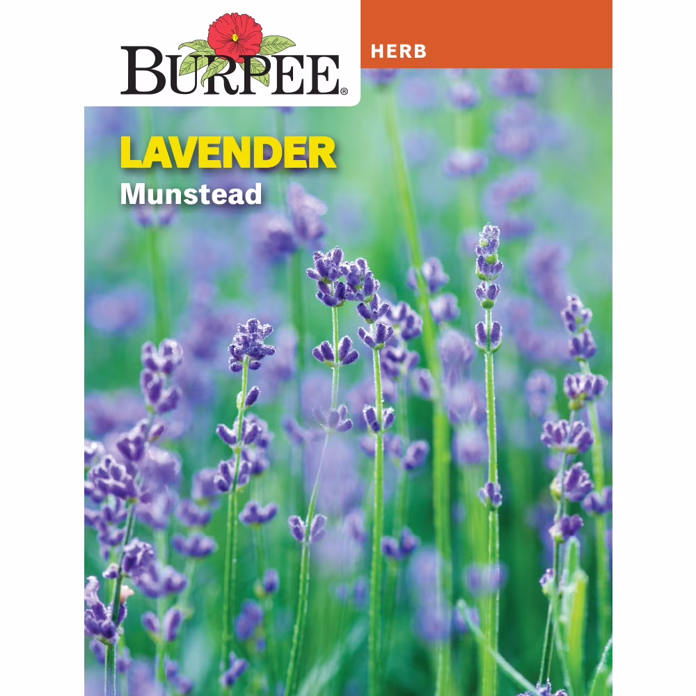 Burpee Munstead Lavender Herb Seed, Annual Lifecycle, Full Sun, 1-Packet