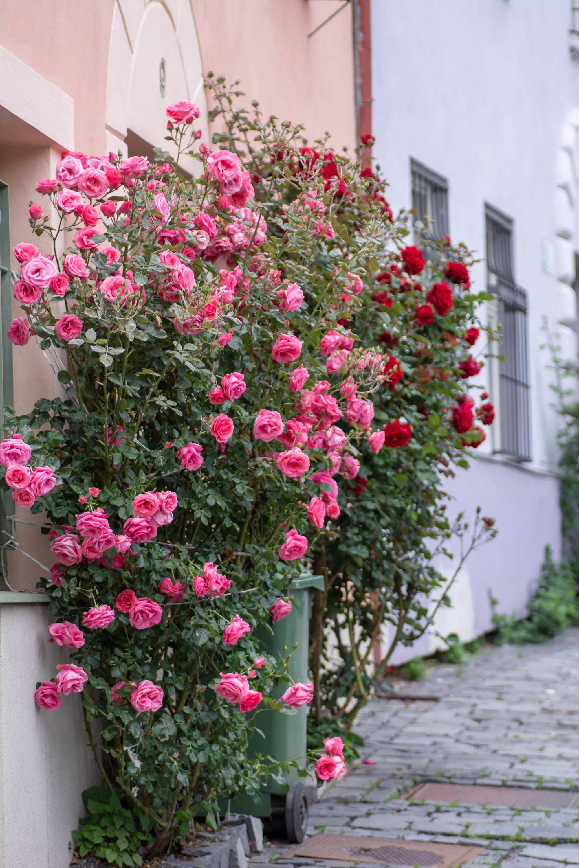 Seedville 5 Pink Climbing Rose Flower Seeds, Fragrant Butterfly Attracting Blooms