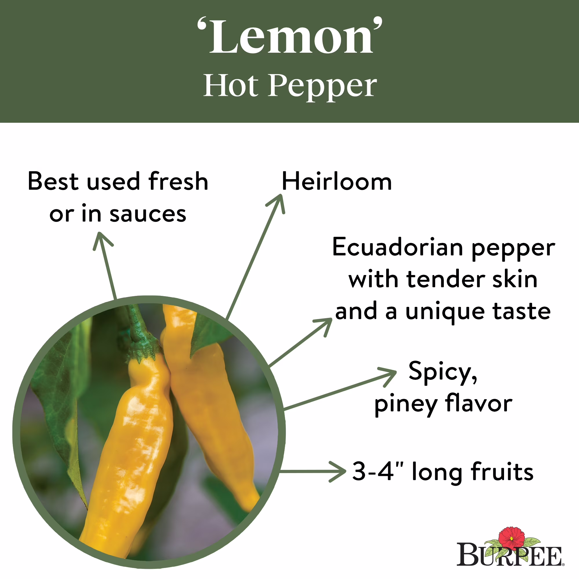 Burpee Hot Lemon Hot Pepper Annual Vegetable Seed, 1-Pack, Full Sun