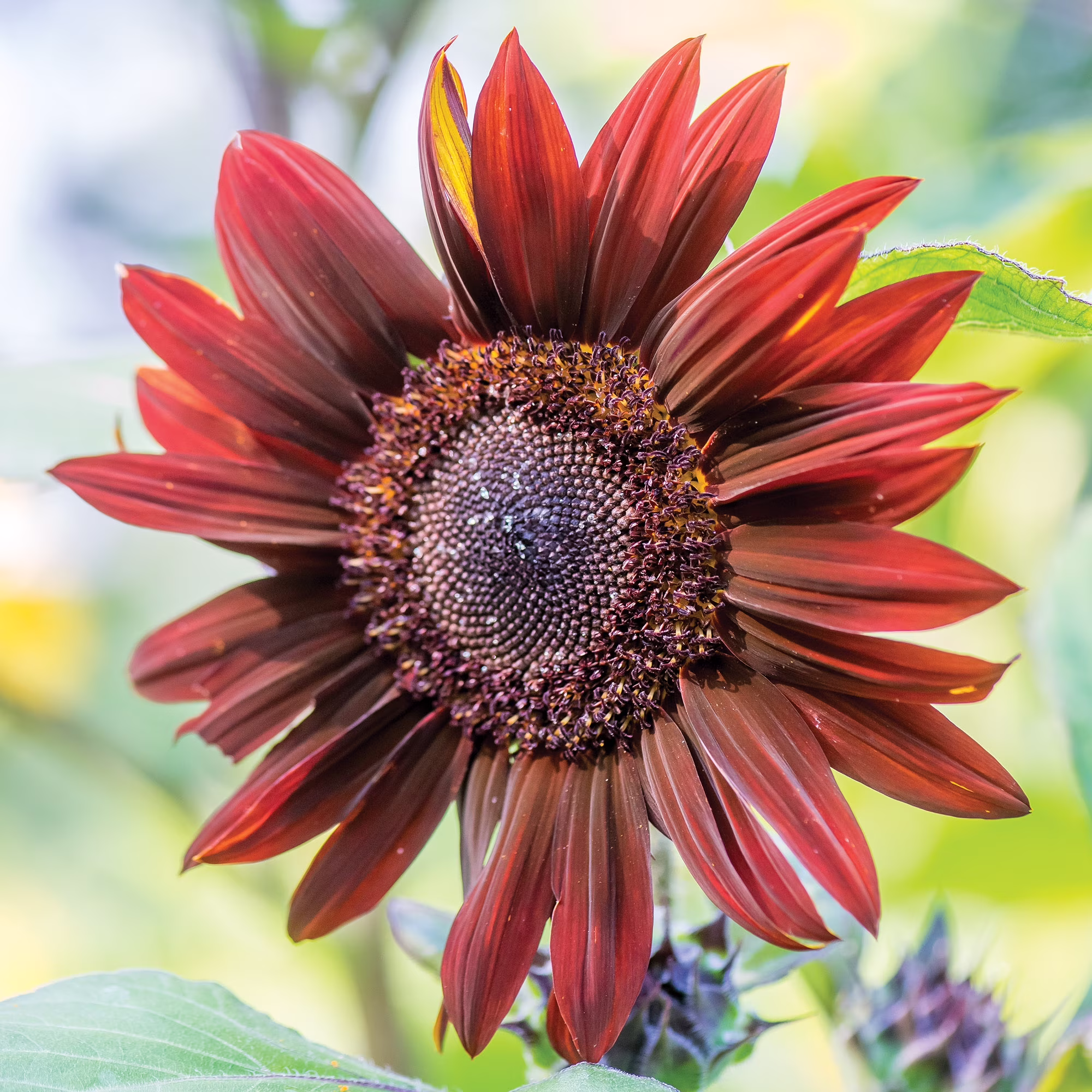 Burpee Chianti Hybrid Sunflower Flower Seeds, Stunning Wine-Red Velvet Petals Flecked with Gold