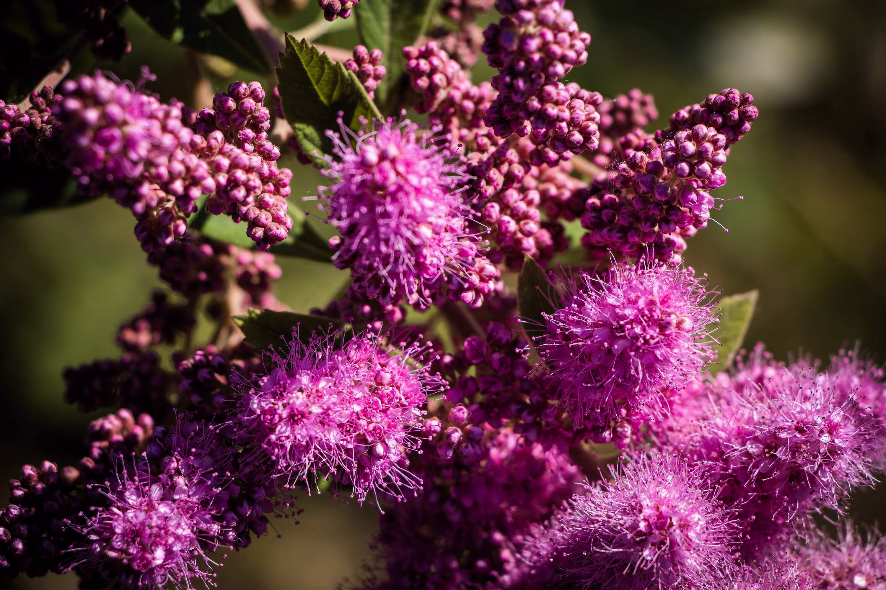 50 ROSE DOUGLAS SPIREA Pink Hardhack Steeple Bush Spiraea Douglasii Flower Shrub Seeds