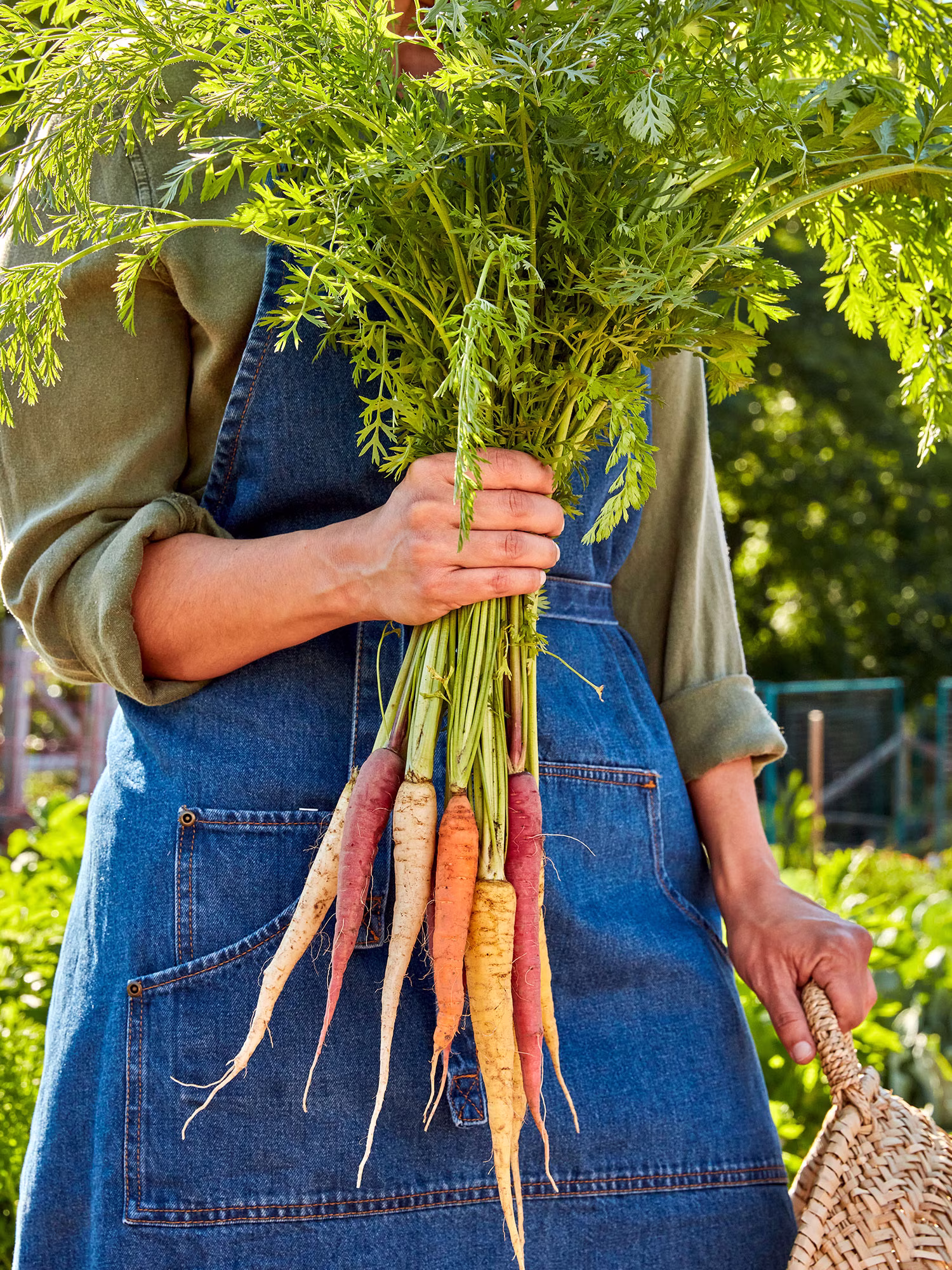 Burpee Kaleidoscope Blend Carrot Seed Tape, Annual Vegetable Carrot Seed, Full Sun