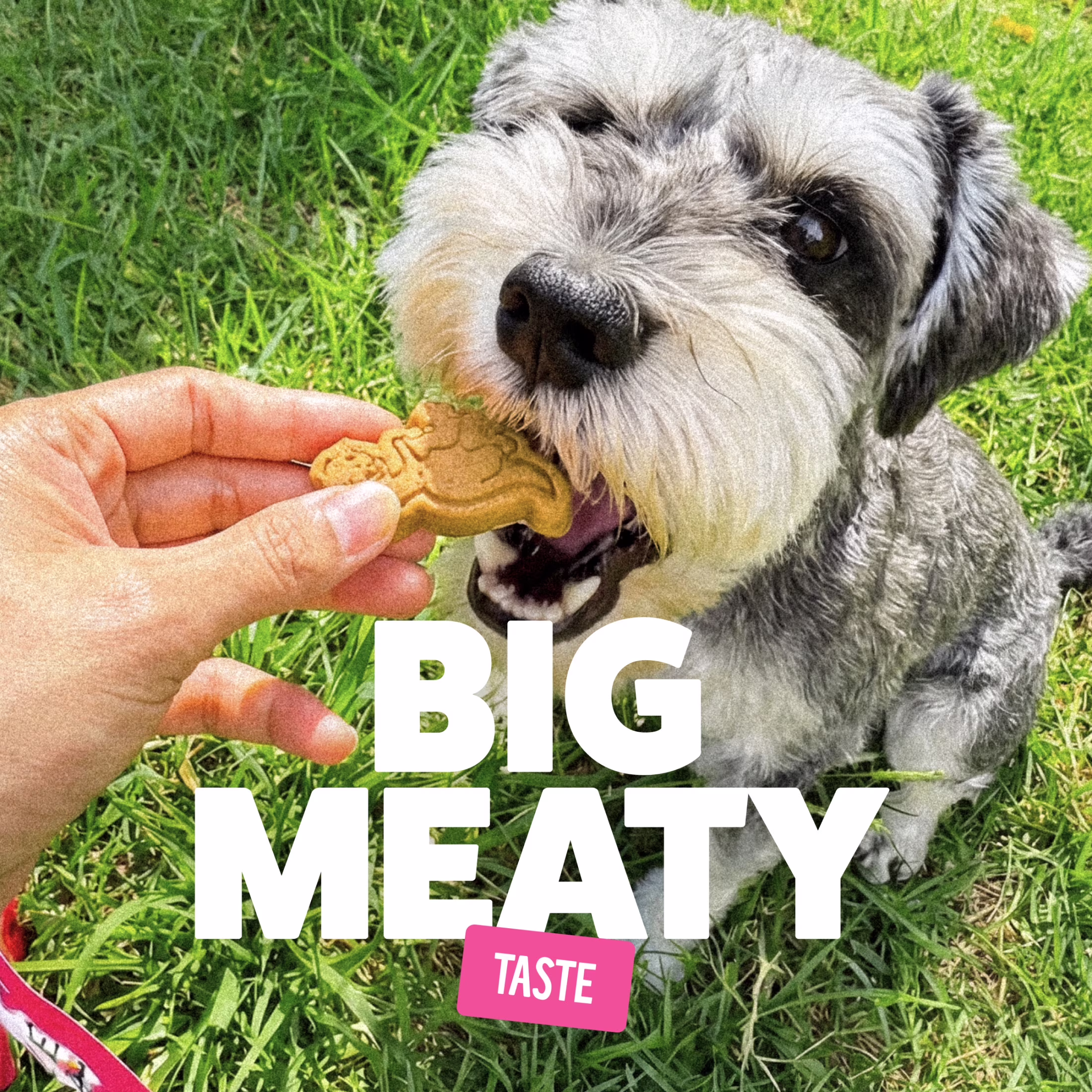 BONKERS Soft & Meaty Dog Treats Made with Real Chicken, Dinosaur Shapes, 5.6 oz Bag