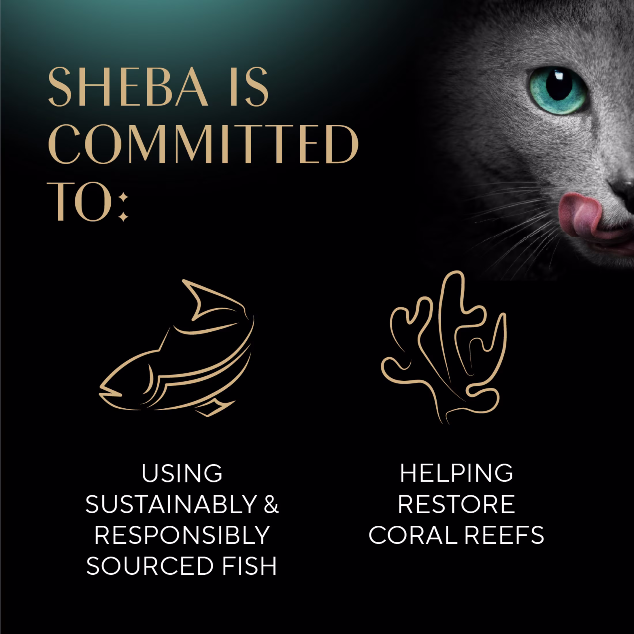 Sheba Selections Filets in Broth Adult Wet Cat Meal Complement Chicken & Shrimp Recipe, 1.3 oz. Cups, 1 Count