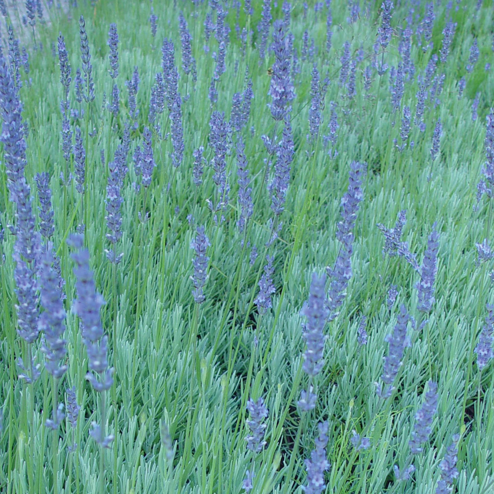 Burpee English Lavender Herb Seed, 1-Pack