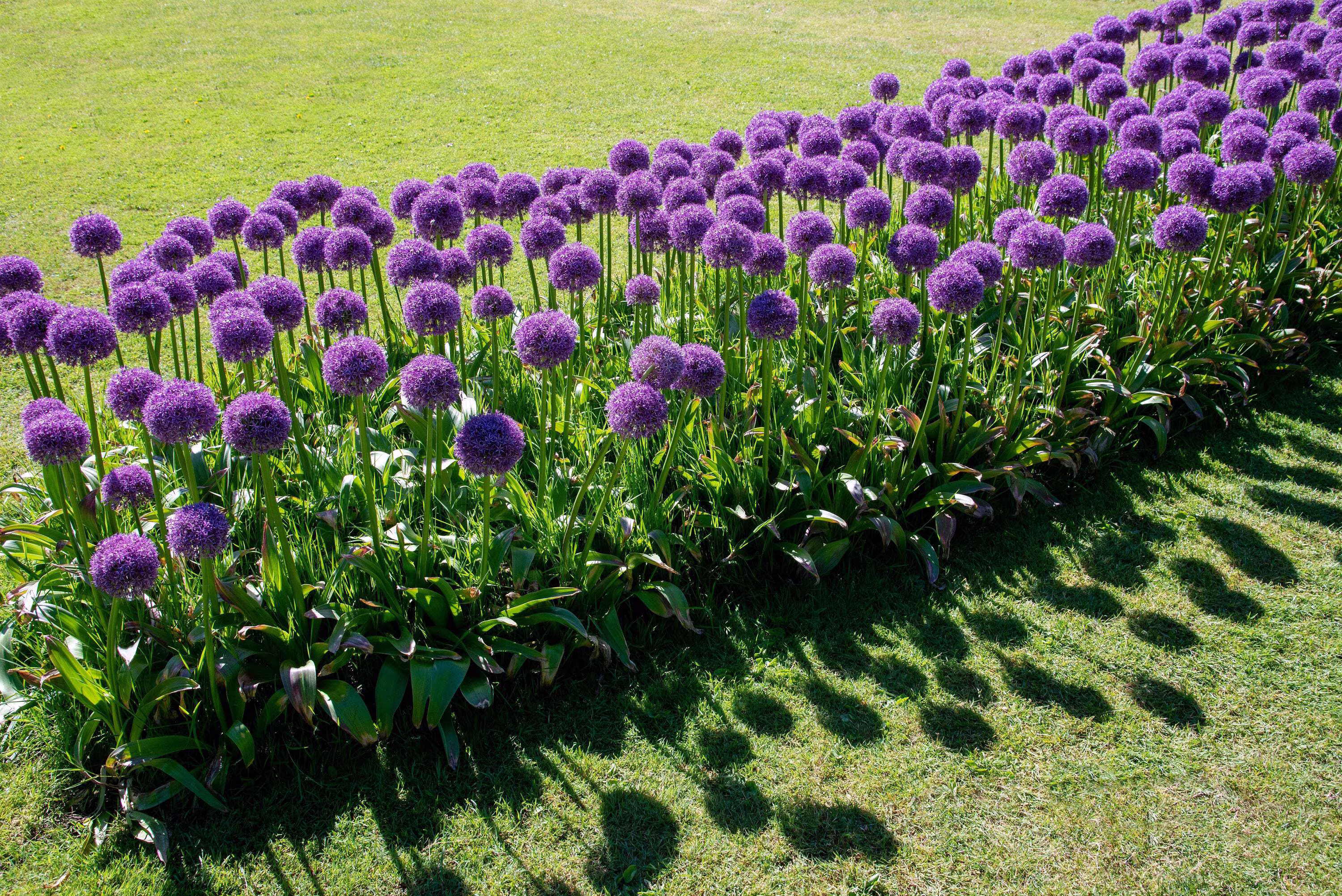 25 Seeds GIANT ALLIUM Allium Giganteum Purple Globe Flower Seeds