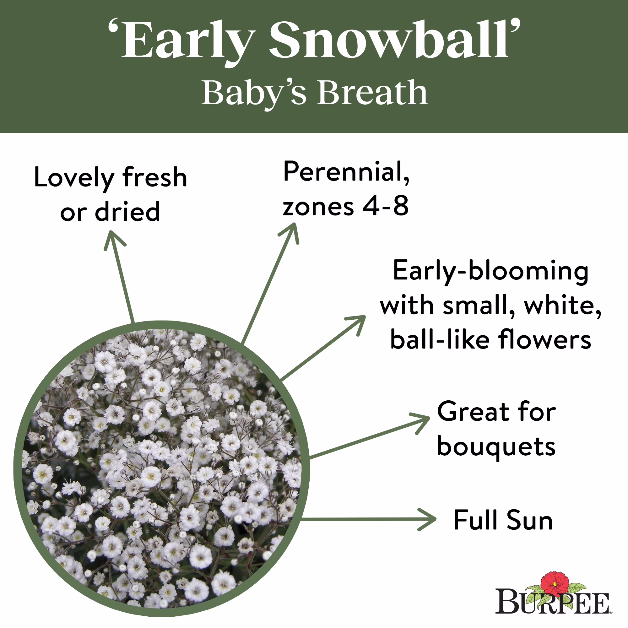 Burpee Early Snowball Baby's Breath Flower Seed, 1-Pack