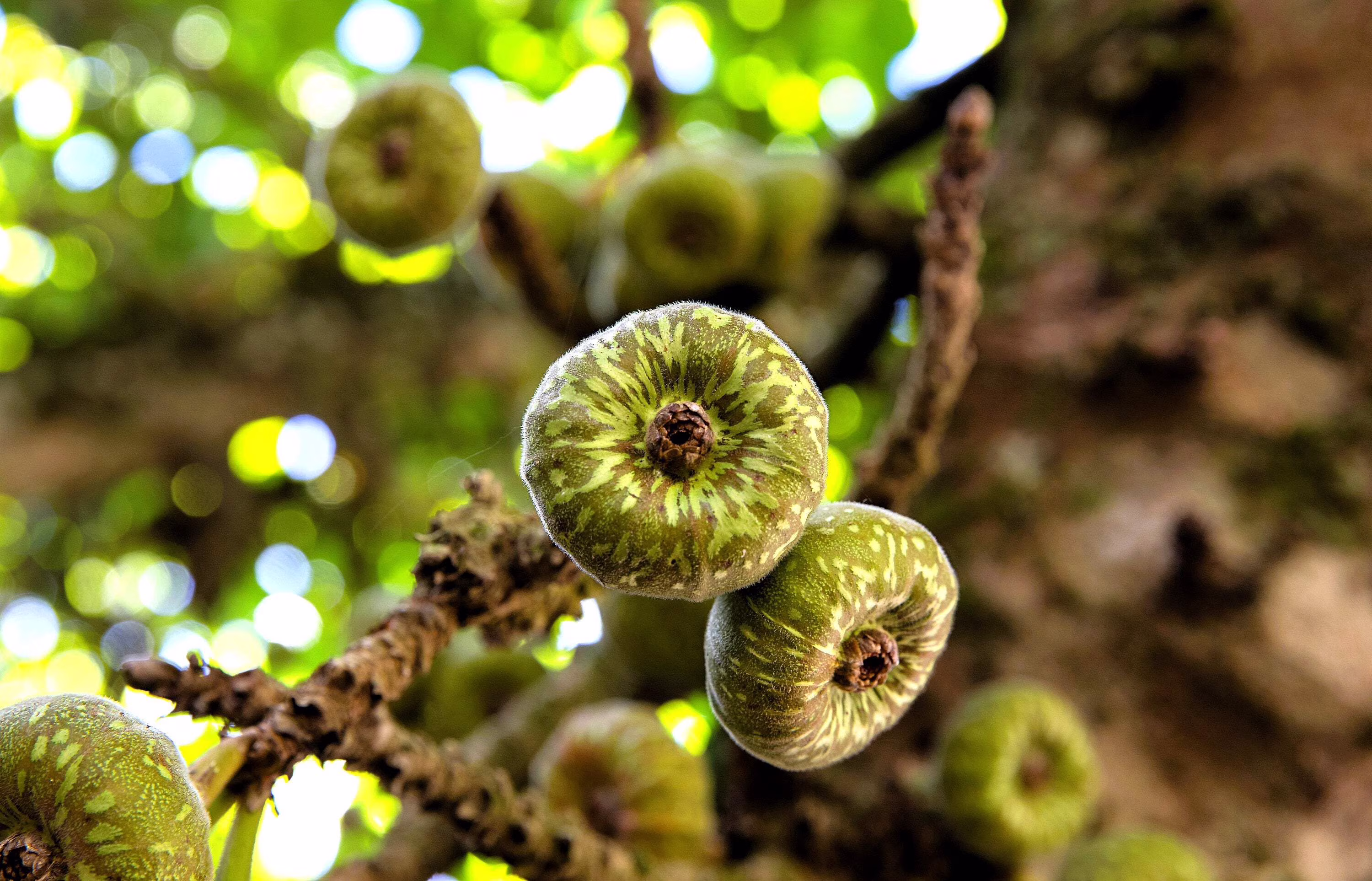 30 Seeds FICUS TREE (Bodhi / Sacred Fig / Bo Tree / Pipal) Ficus Religiosa