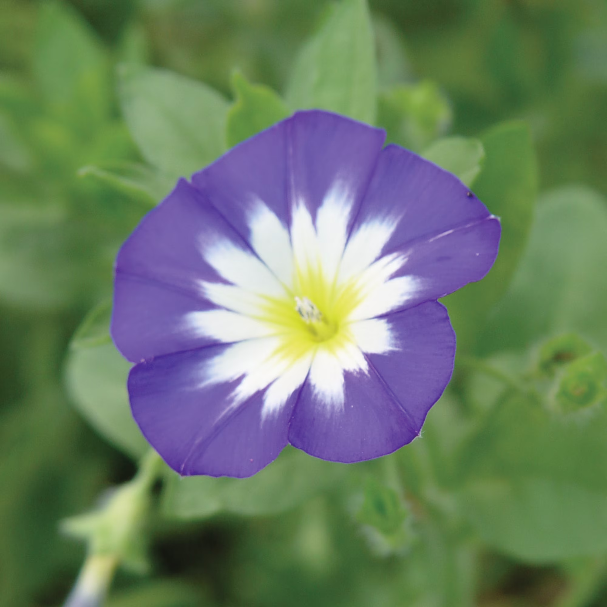 Burpee Blue Enchantment Convolvulus Flower Seed, 1-Pack